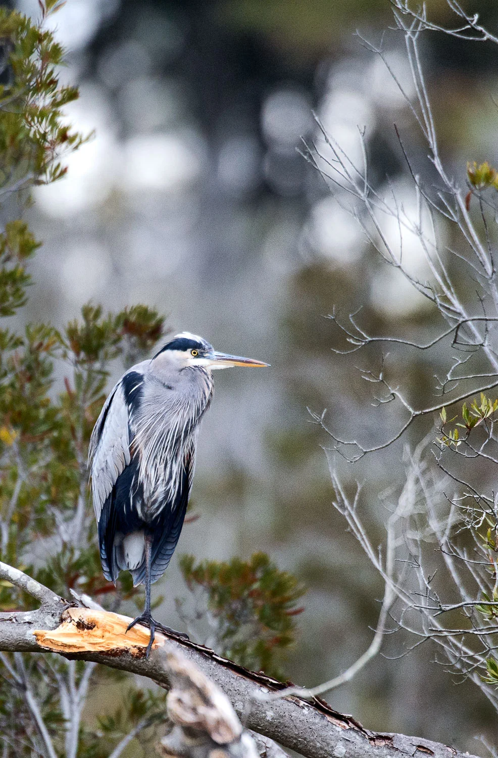 Great Blue Heron