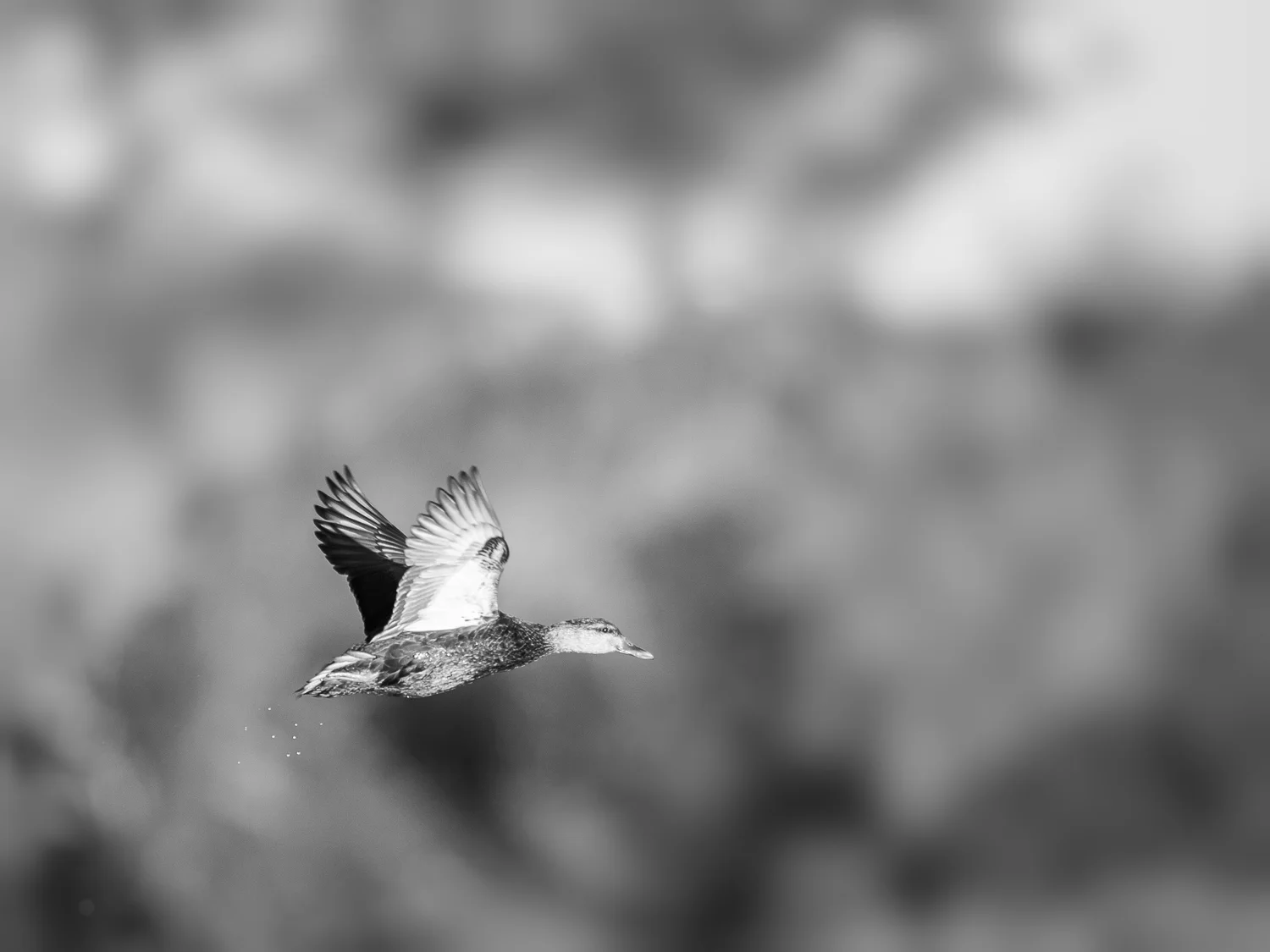 Mallard Duck