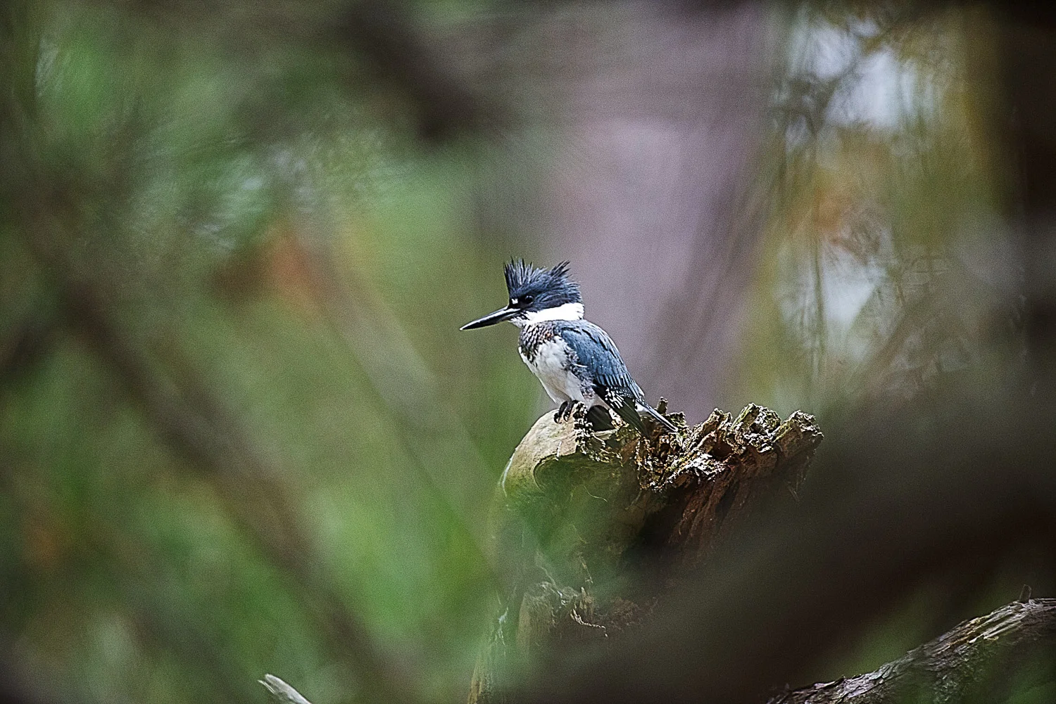 Belted Kingfisher