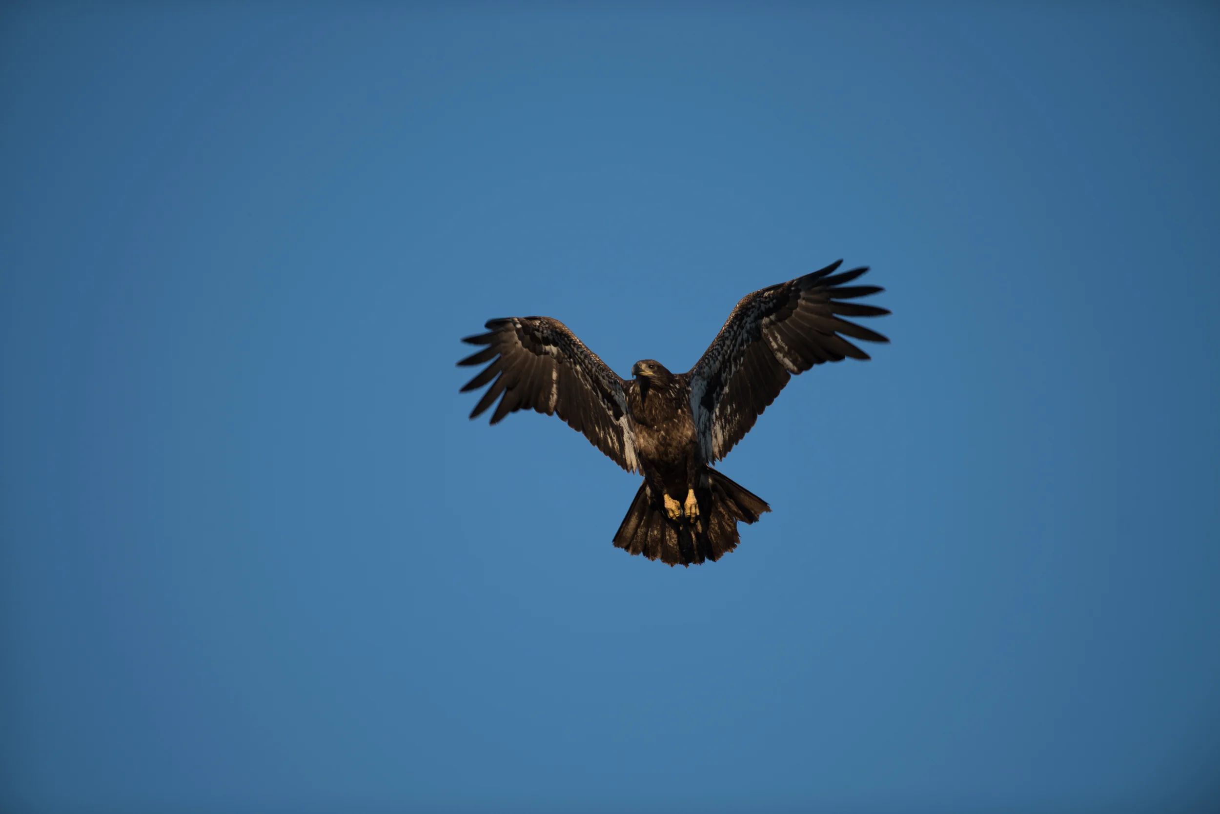 Bald Eagle (Juvenile)