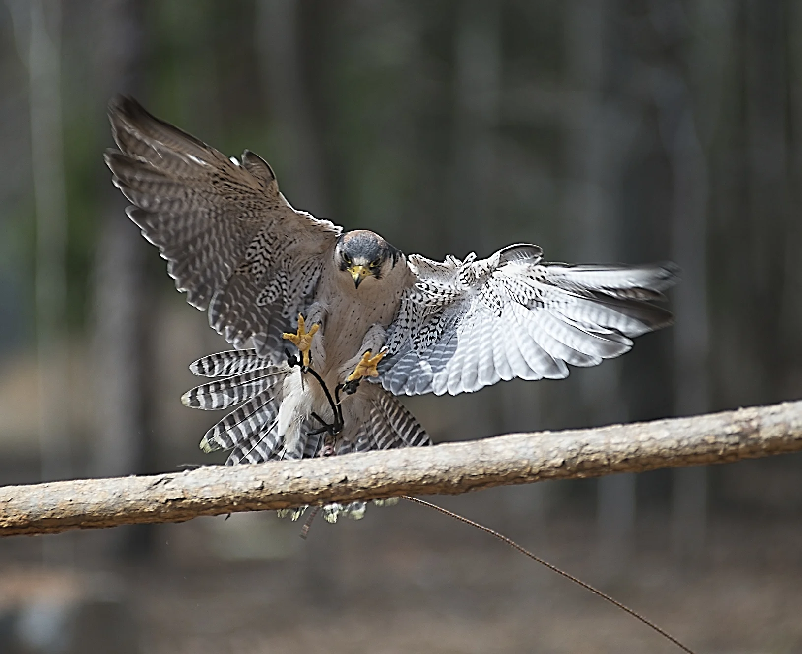 TRB_03_25_17_609CarolinasRaptorCenterMarch252017-Exposure.jpg