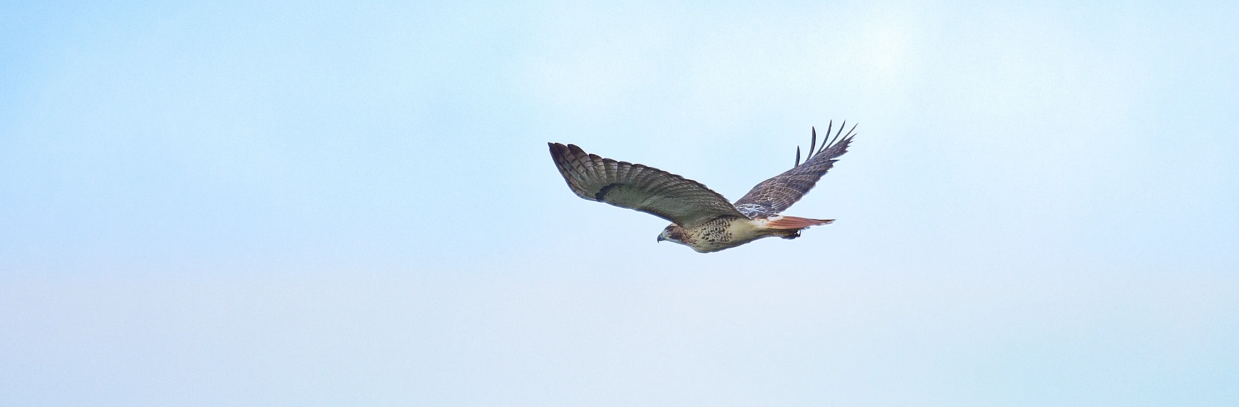 Red Tailed Hawk