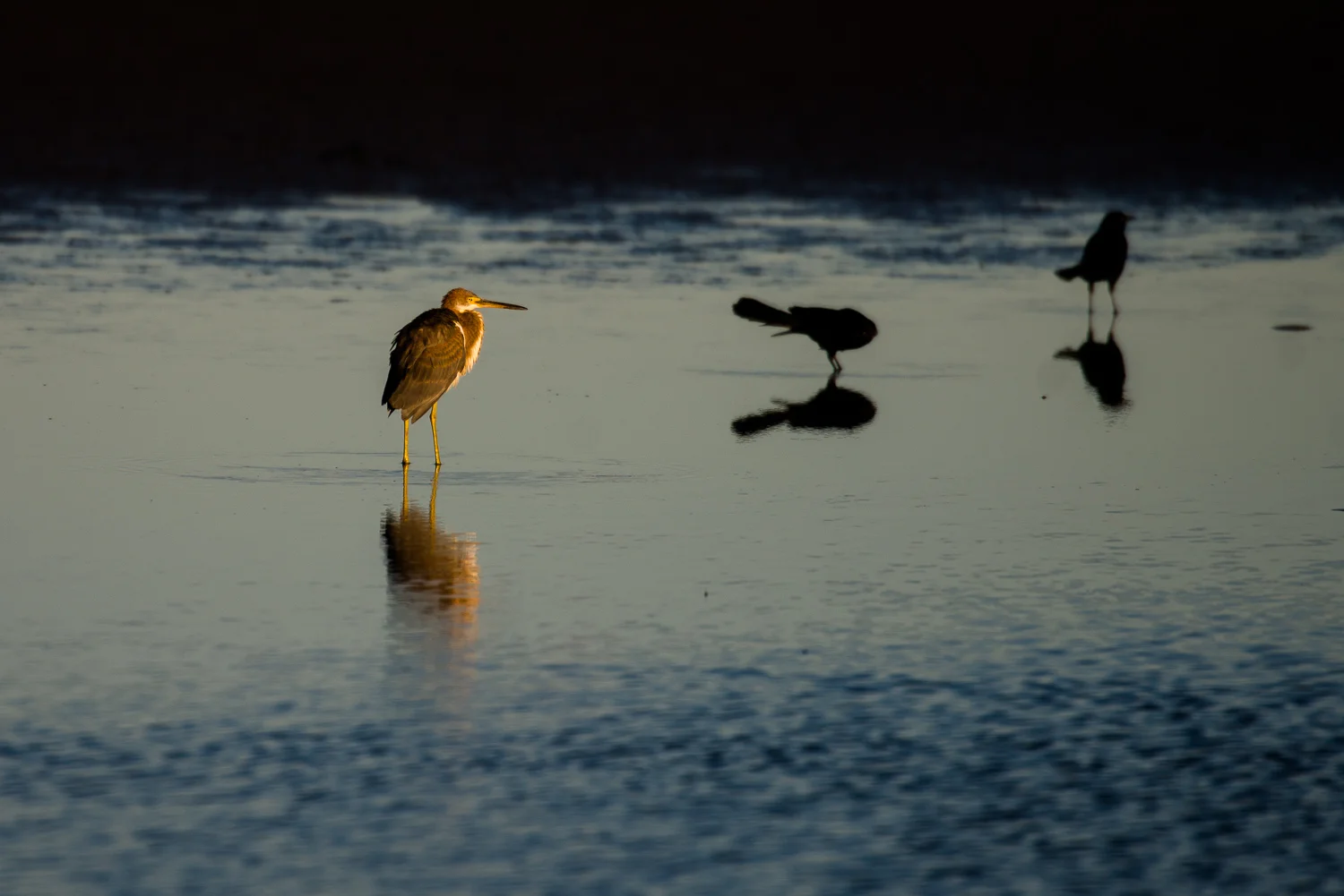Great Blue Heron