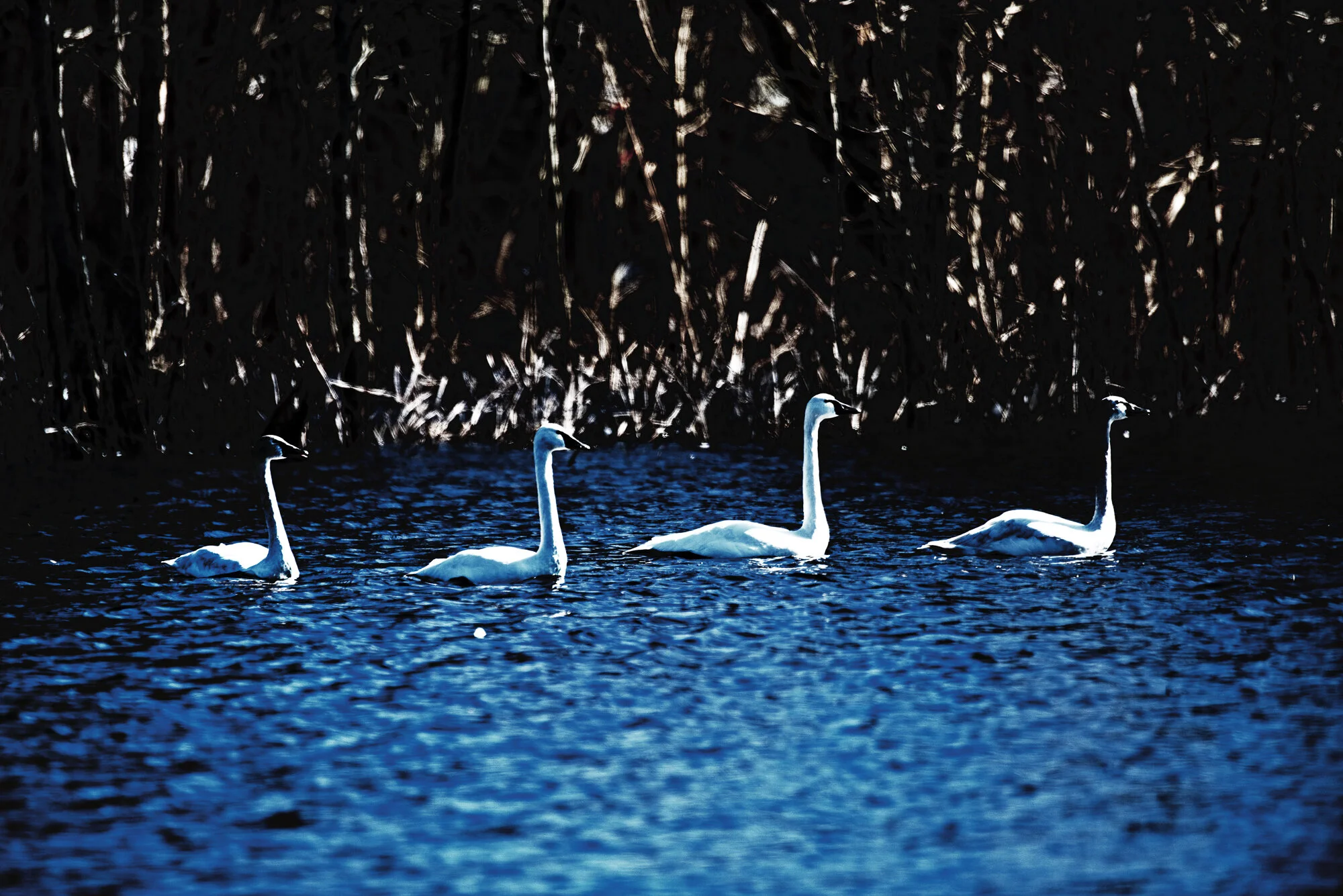 Tundra Swans