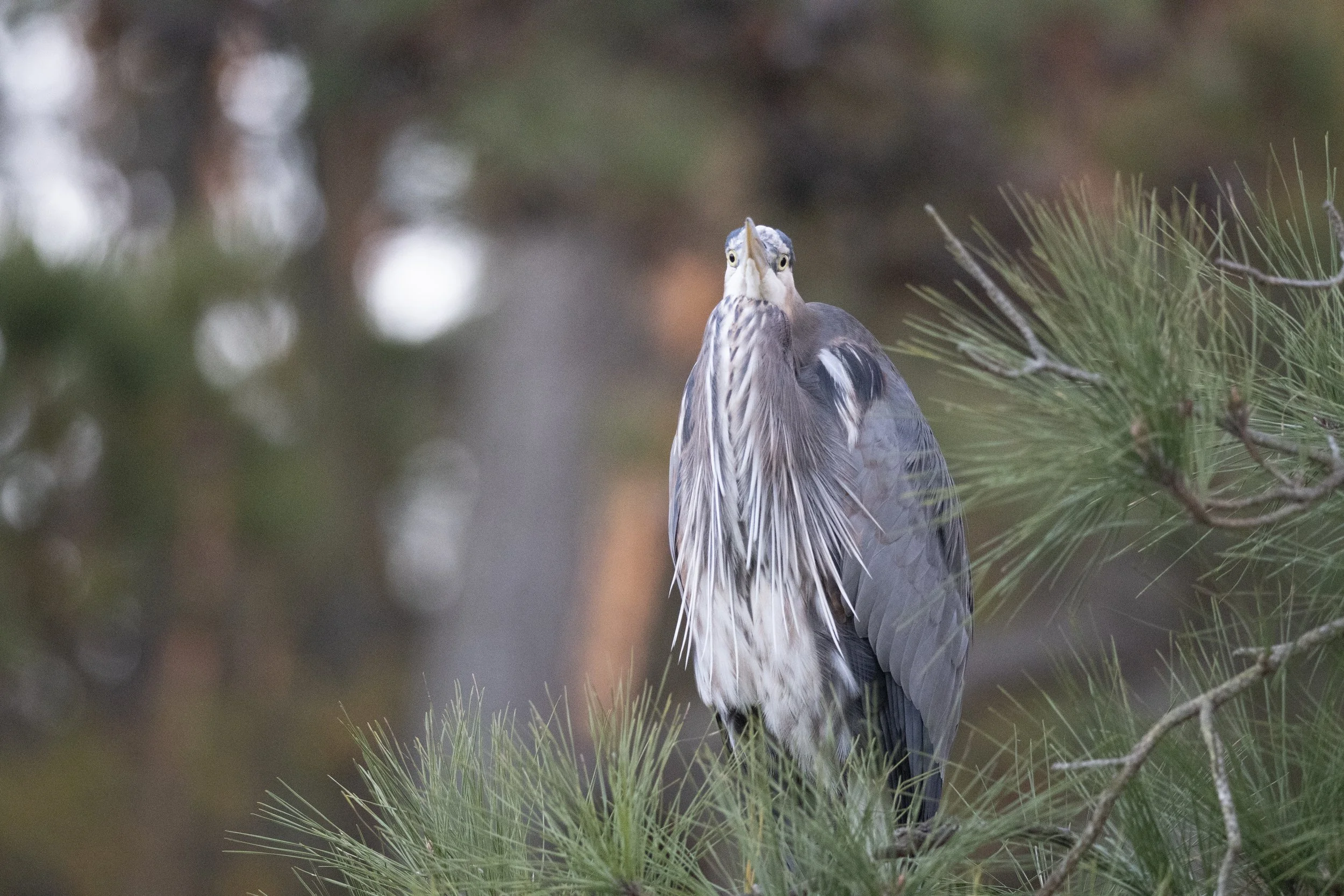 I am looking at you. (Great Blue Heron)