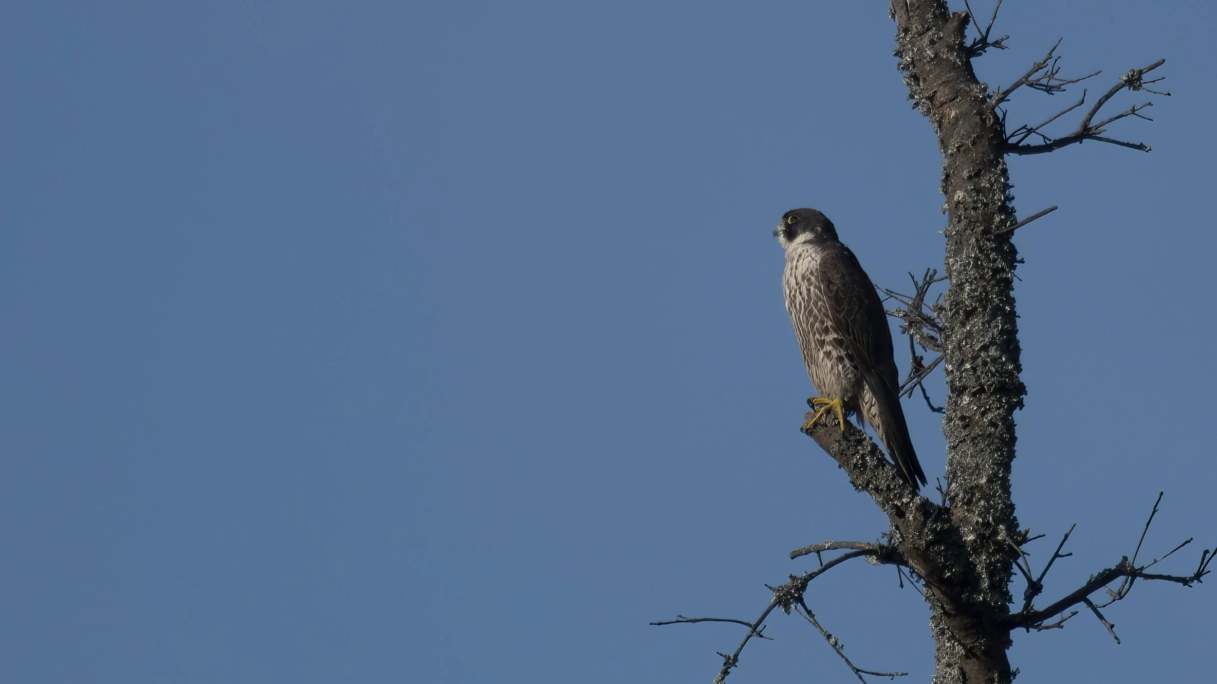 Peregrine falcon