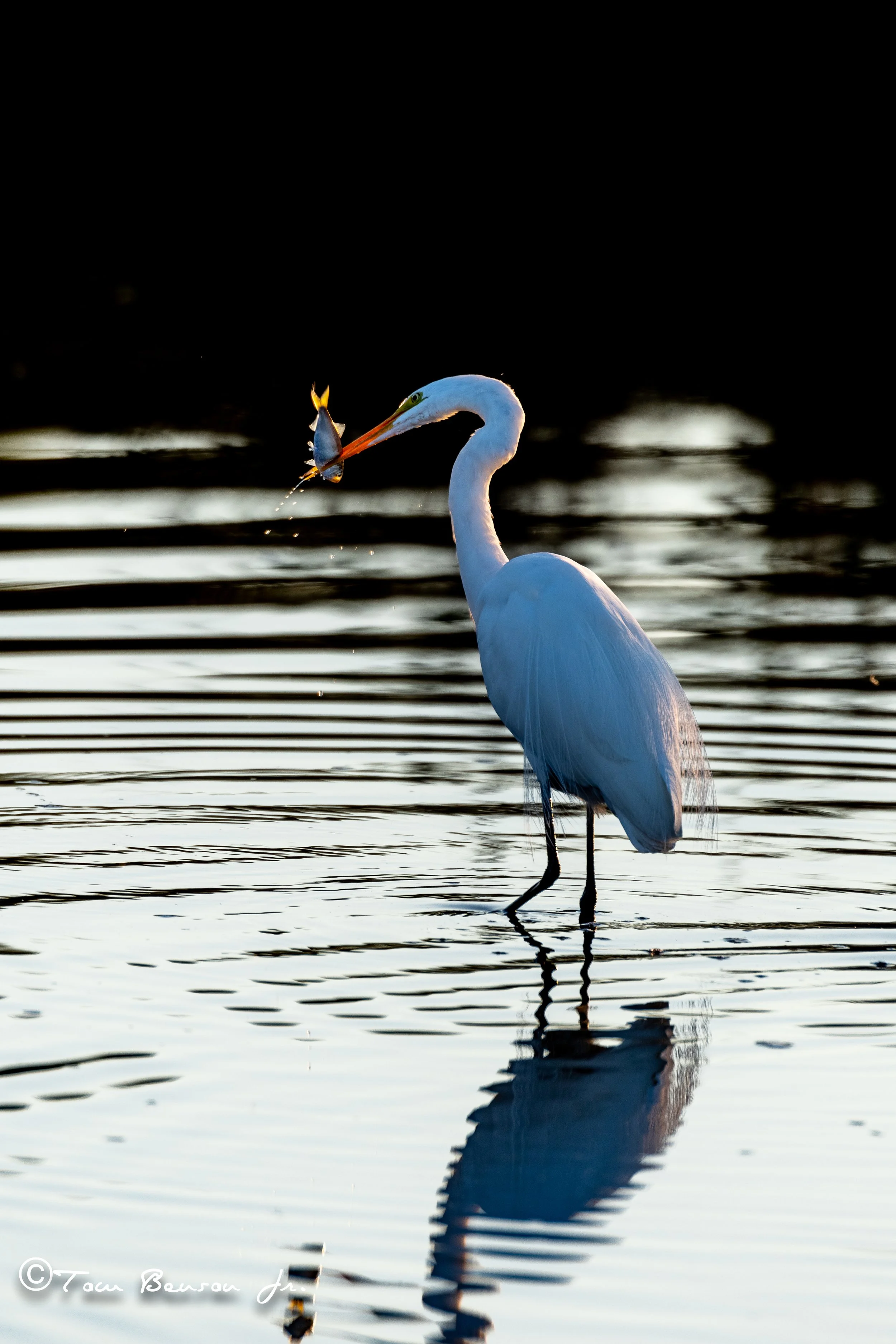Great Egret (with fish)