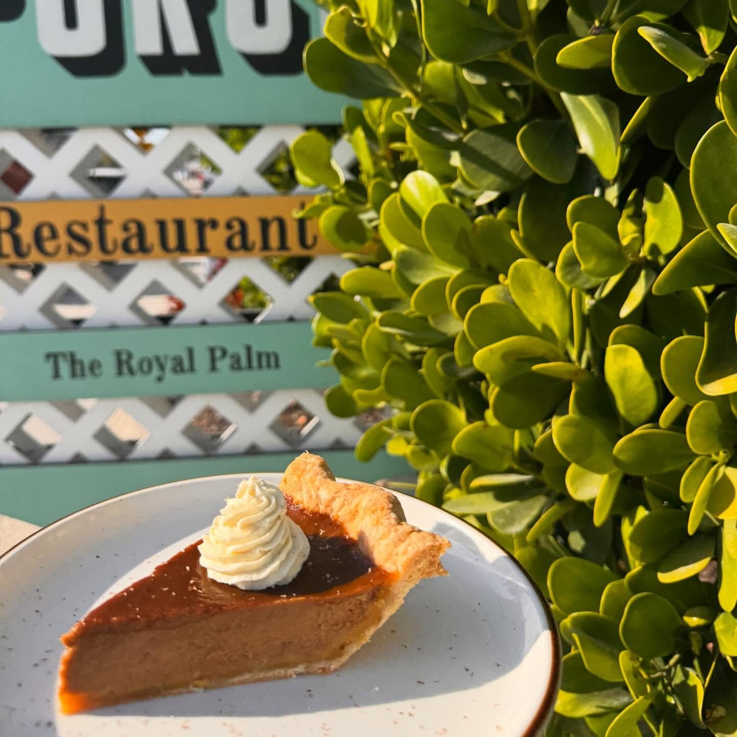 It&rsquo;s the season! 
Dessert Special; pumpkin pie!