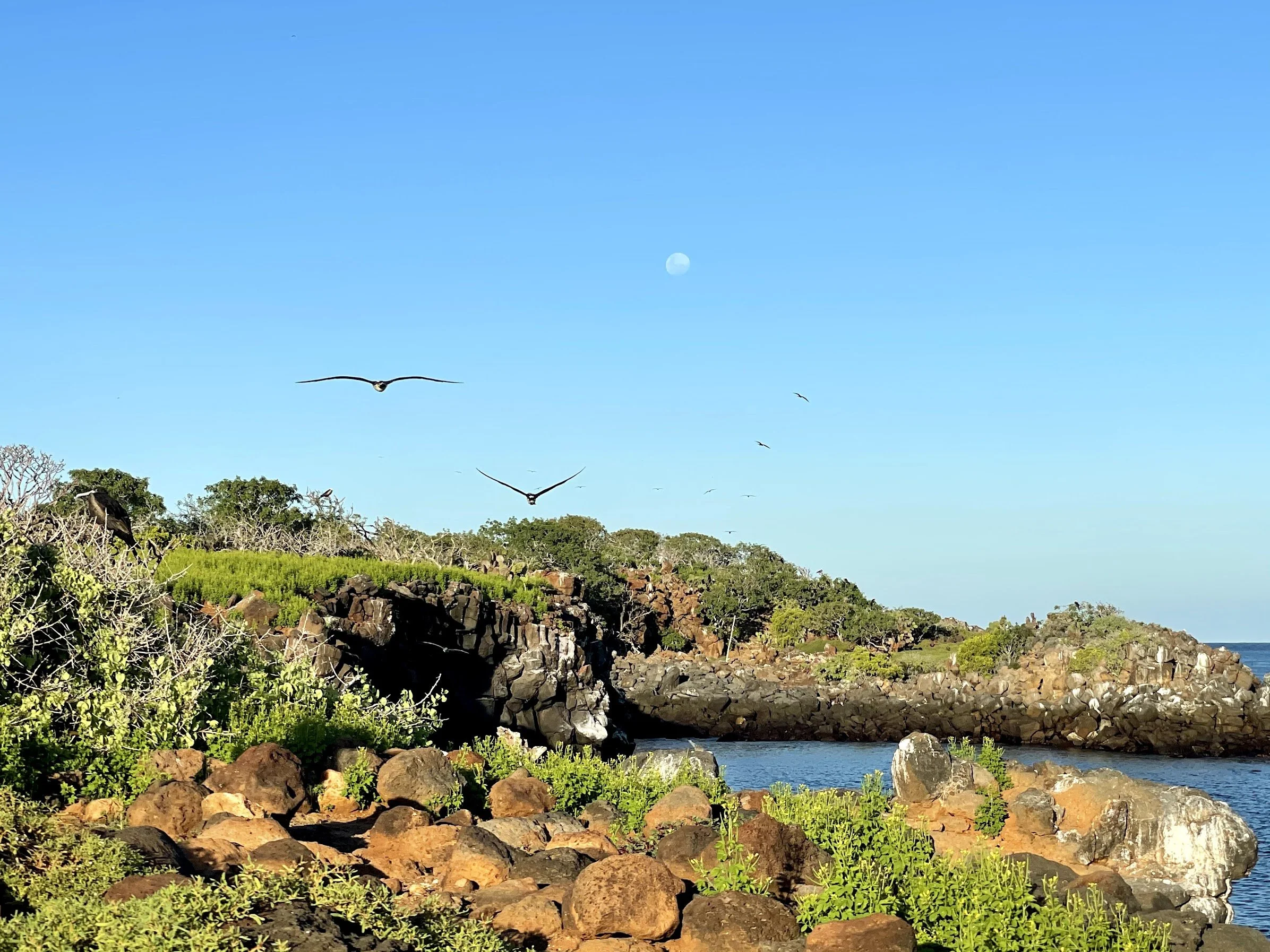 frigatebirds-over-the-coast.jpg