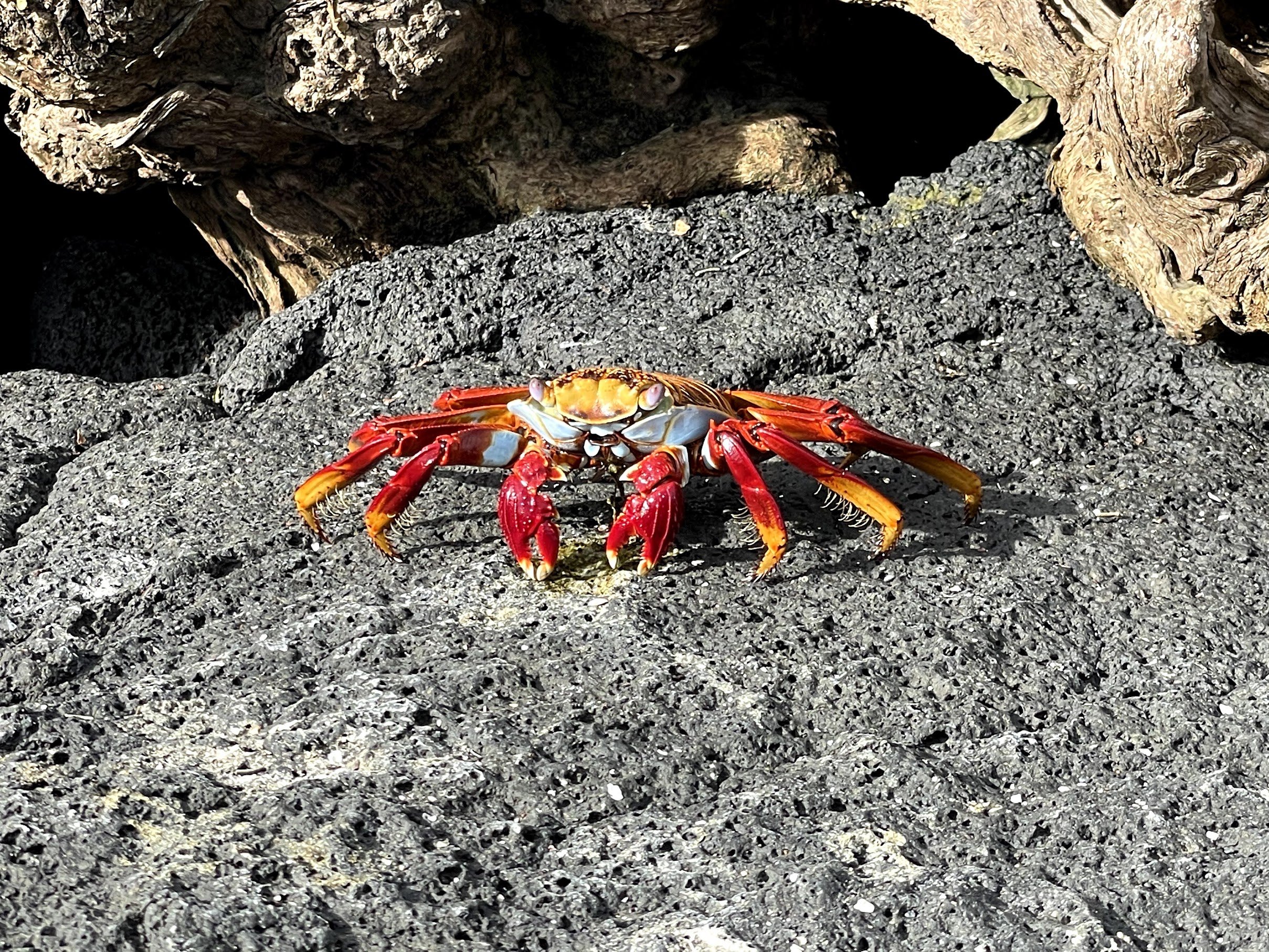 sally-lightfoot-crab.jpg