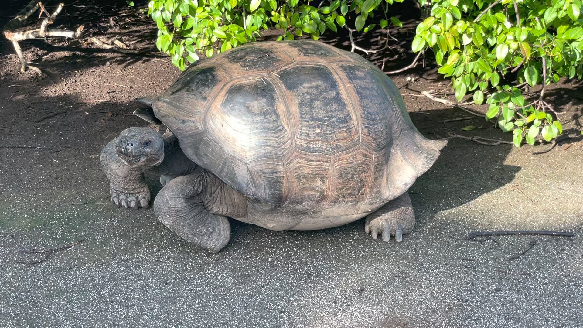giant-tortoise.jpg