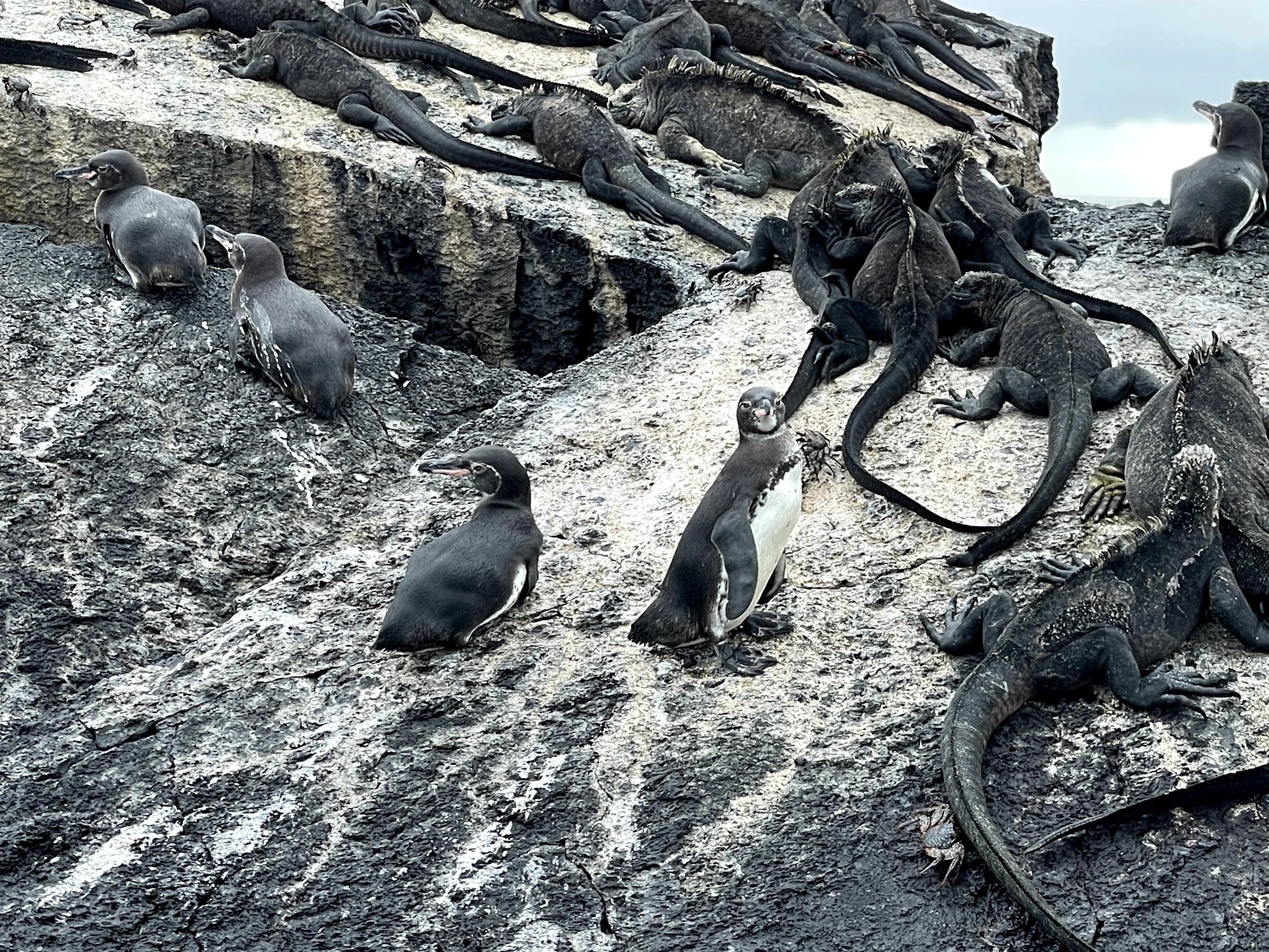 galapagos-penguins-and-iguanas.jpg