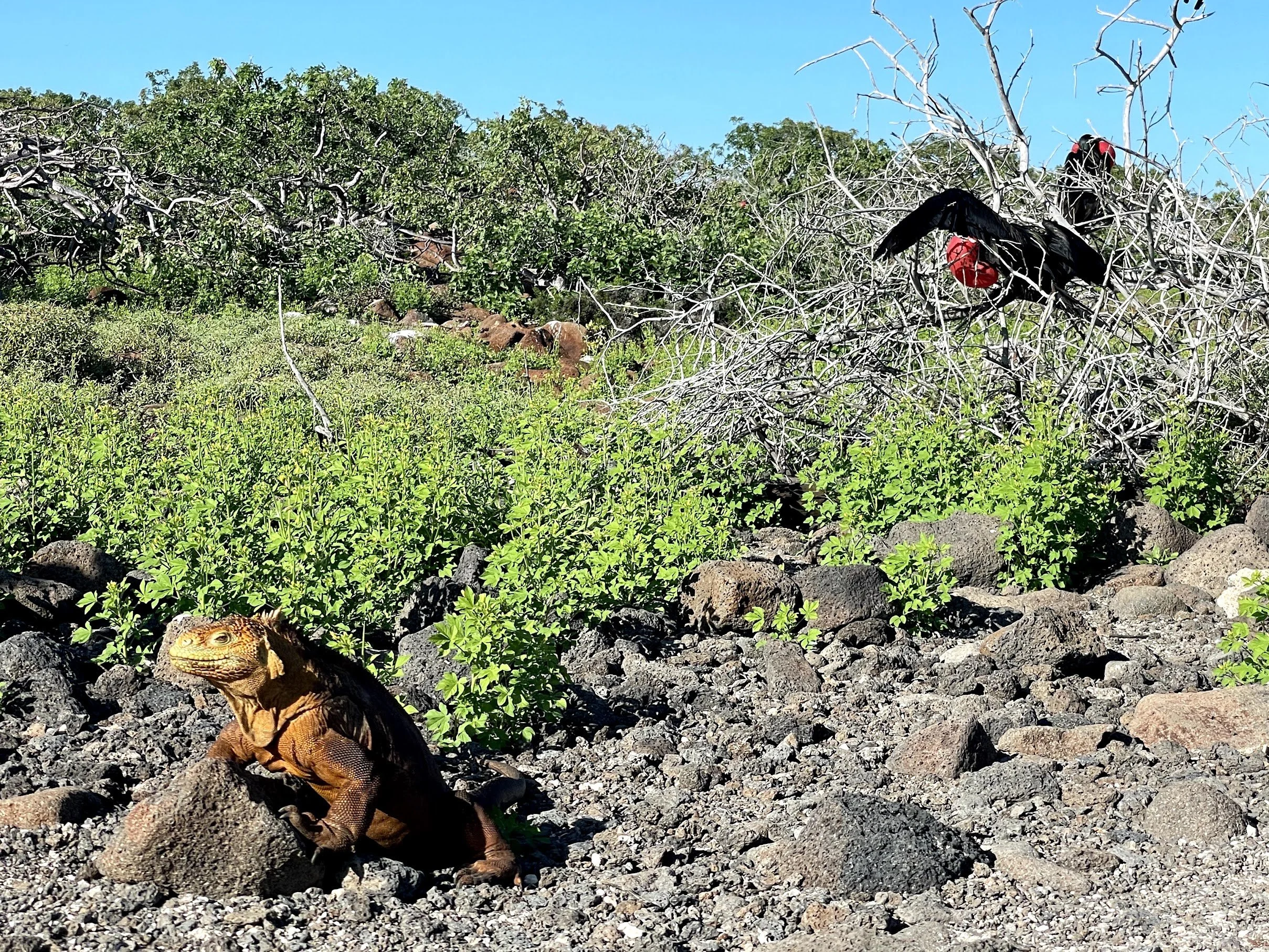 land-iguana-and-frigatebird.jpg