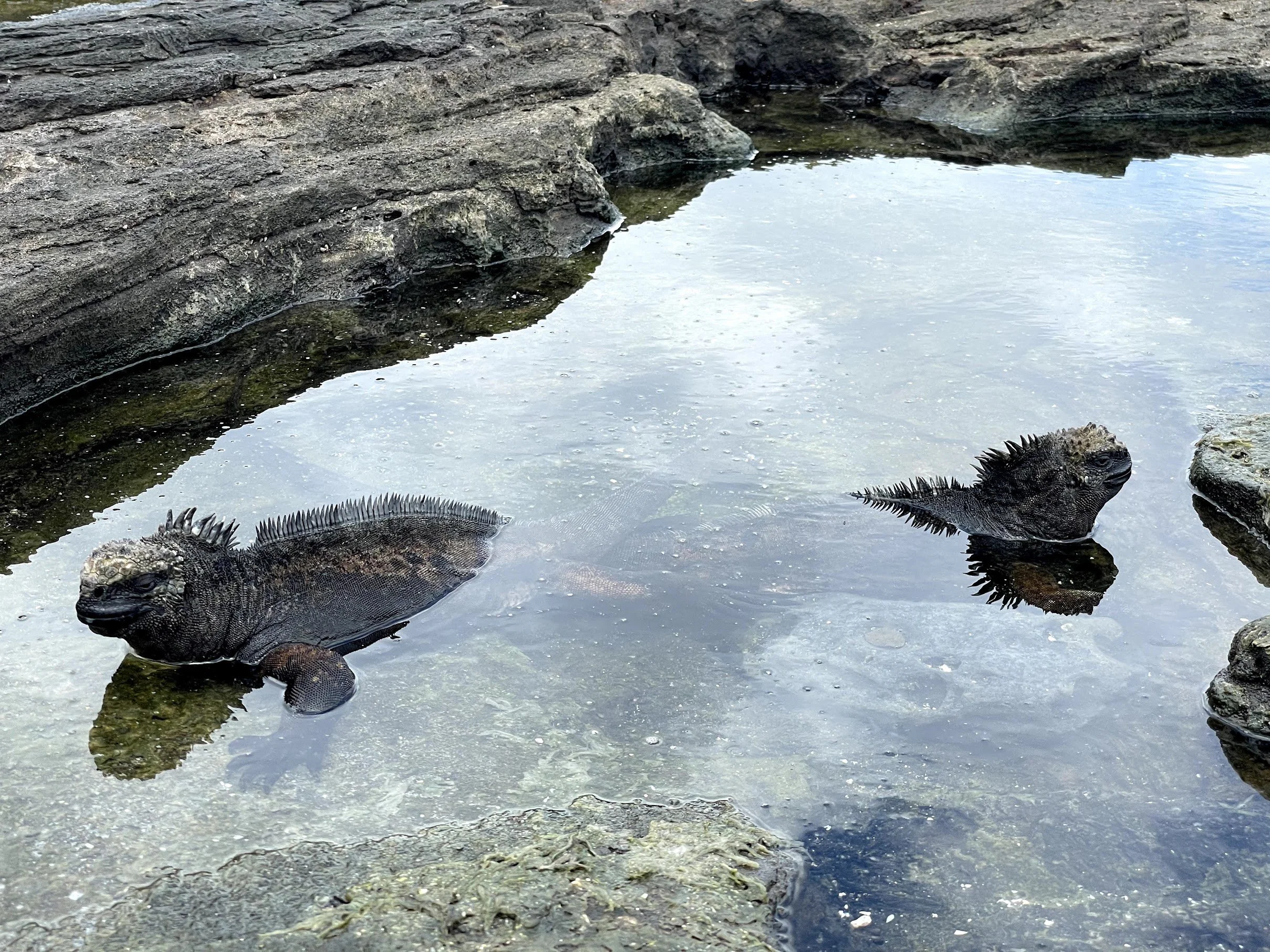 marine-iguanas-in-tide-pool.jpg
