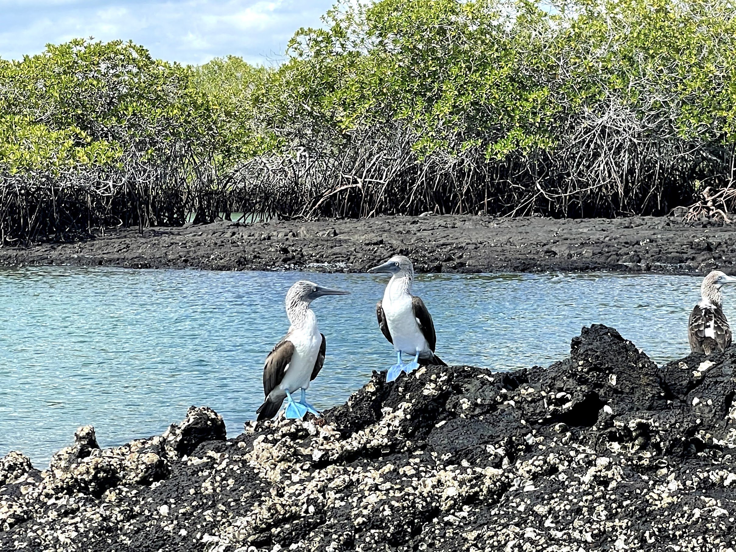 blue-footed-boobies.jpg