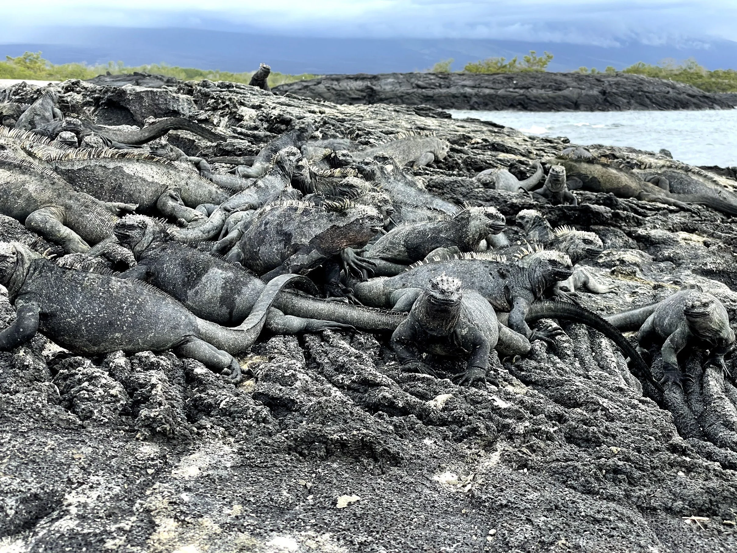marine-iguana-pile.jpg