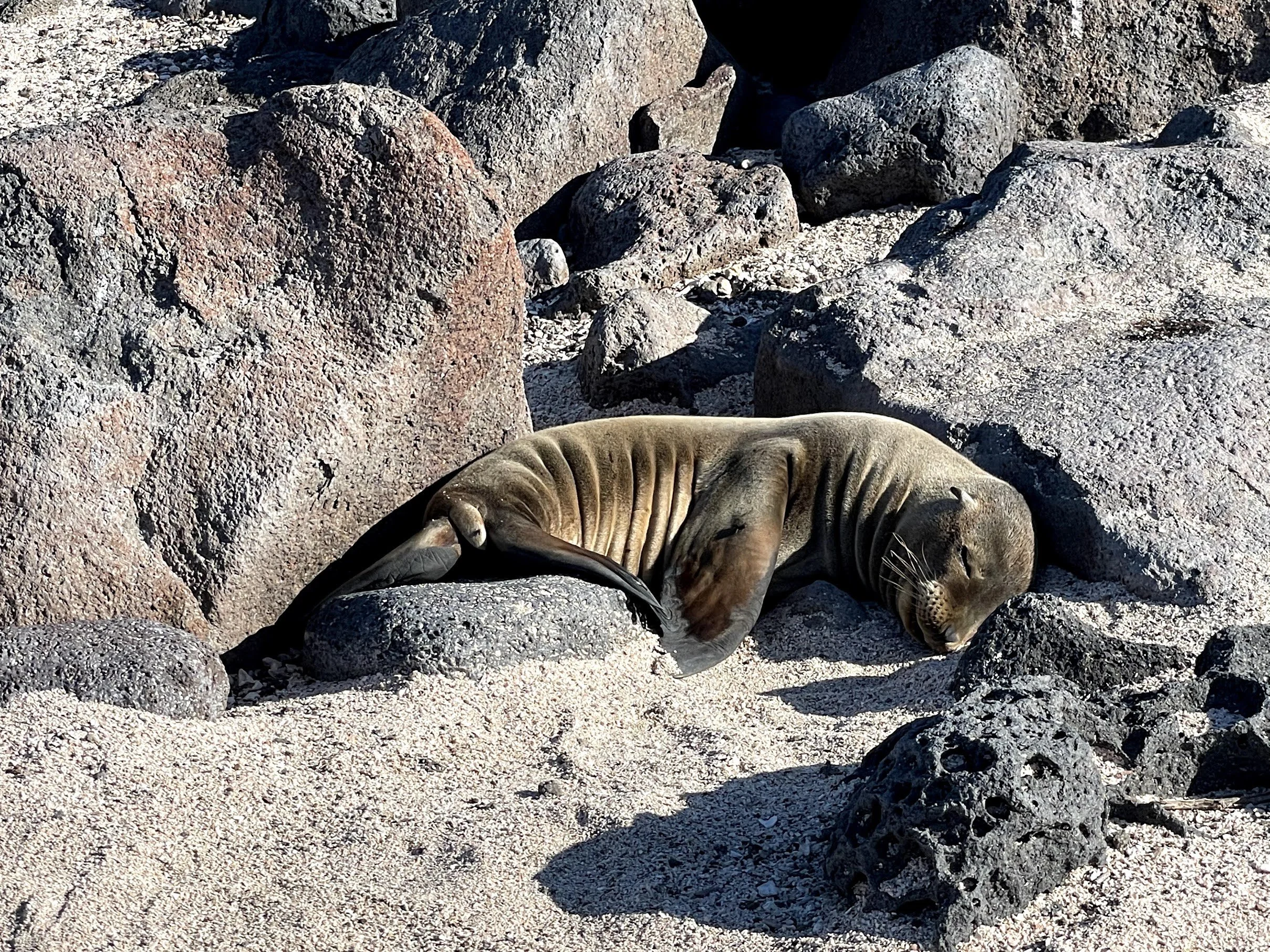 sleeping-sea-lion-pup.jpg