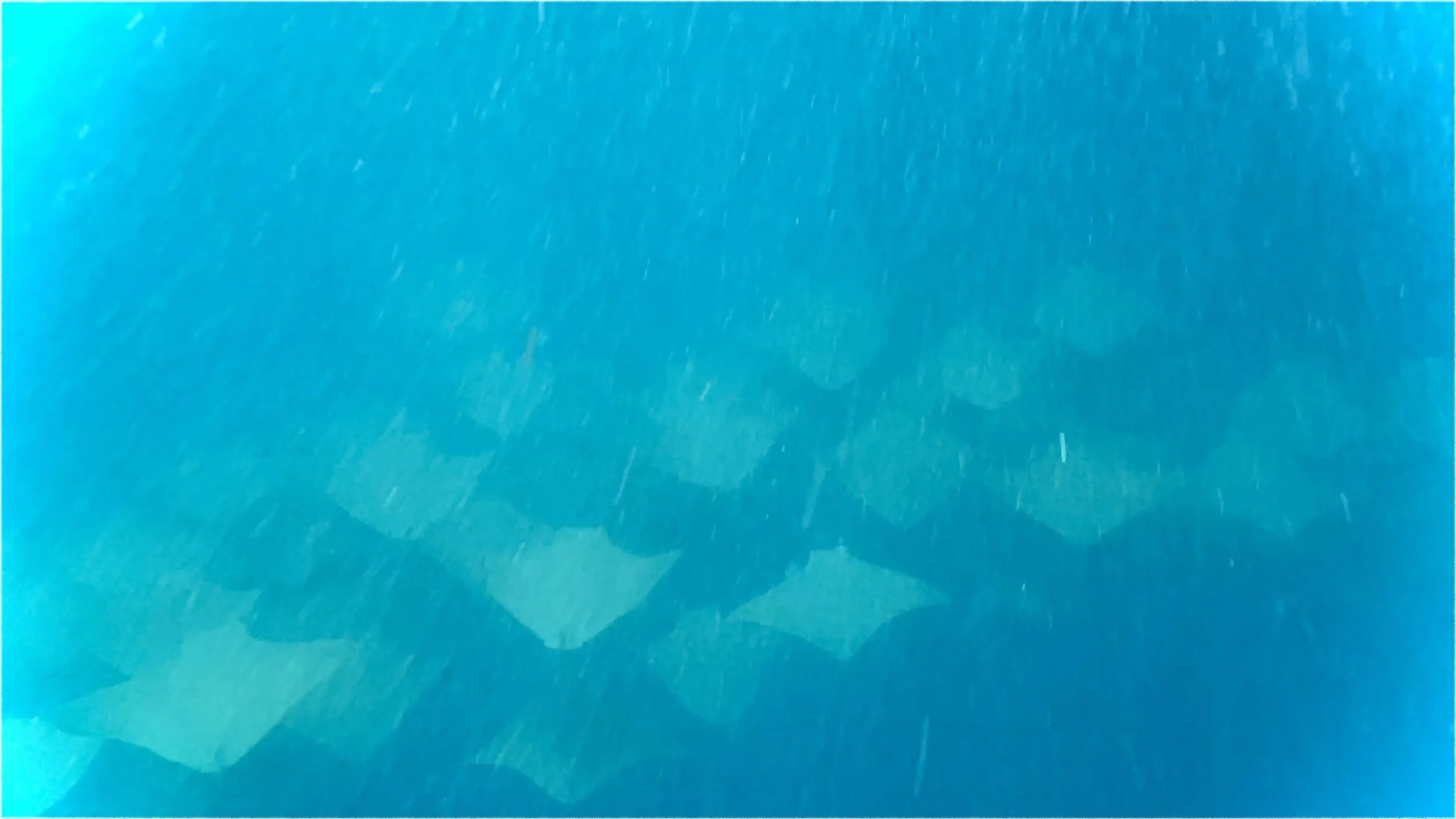 school-of-rays.jpg