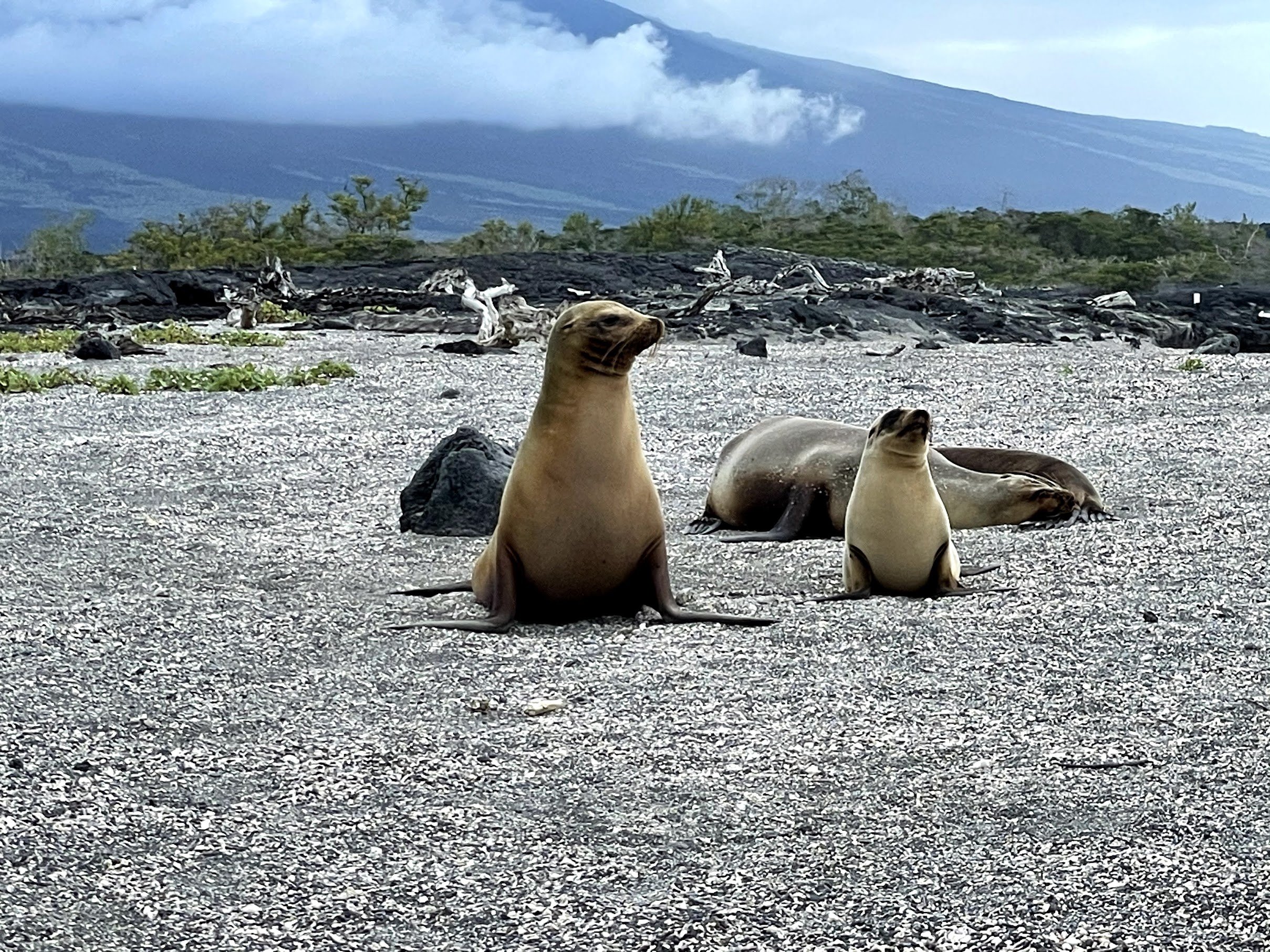 sea-lion-and-pup.jpg
