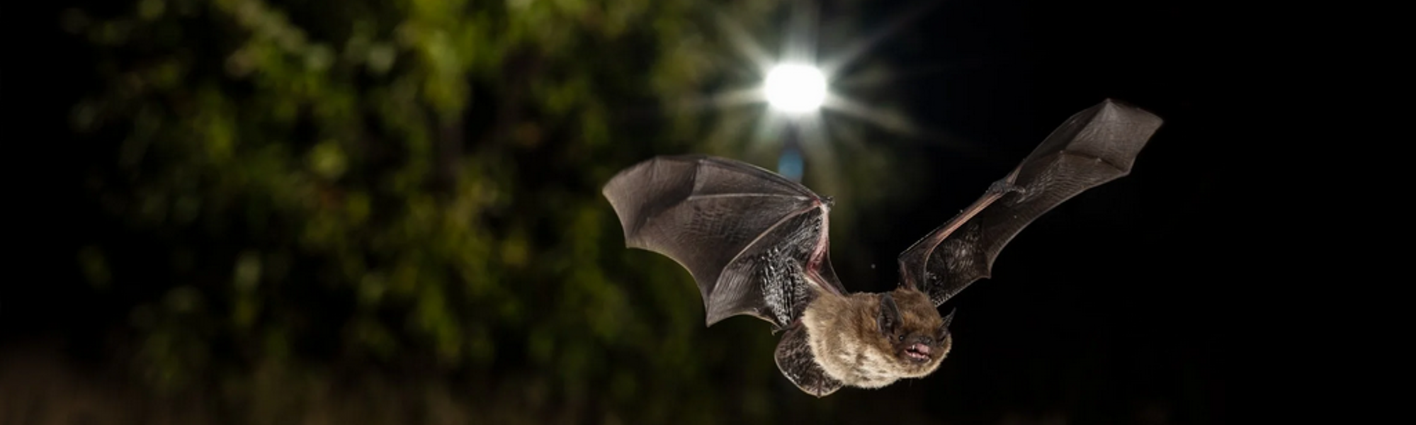 Bat conservation & artificial light Banner.png