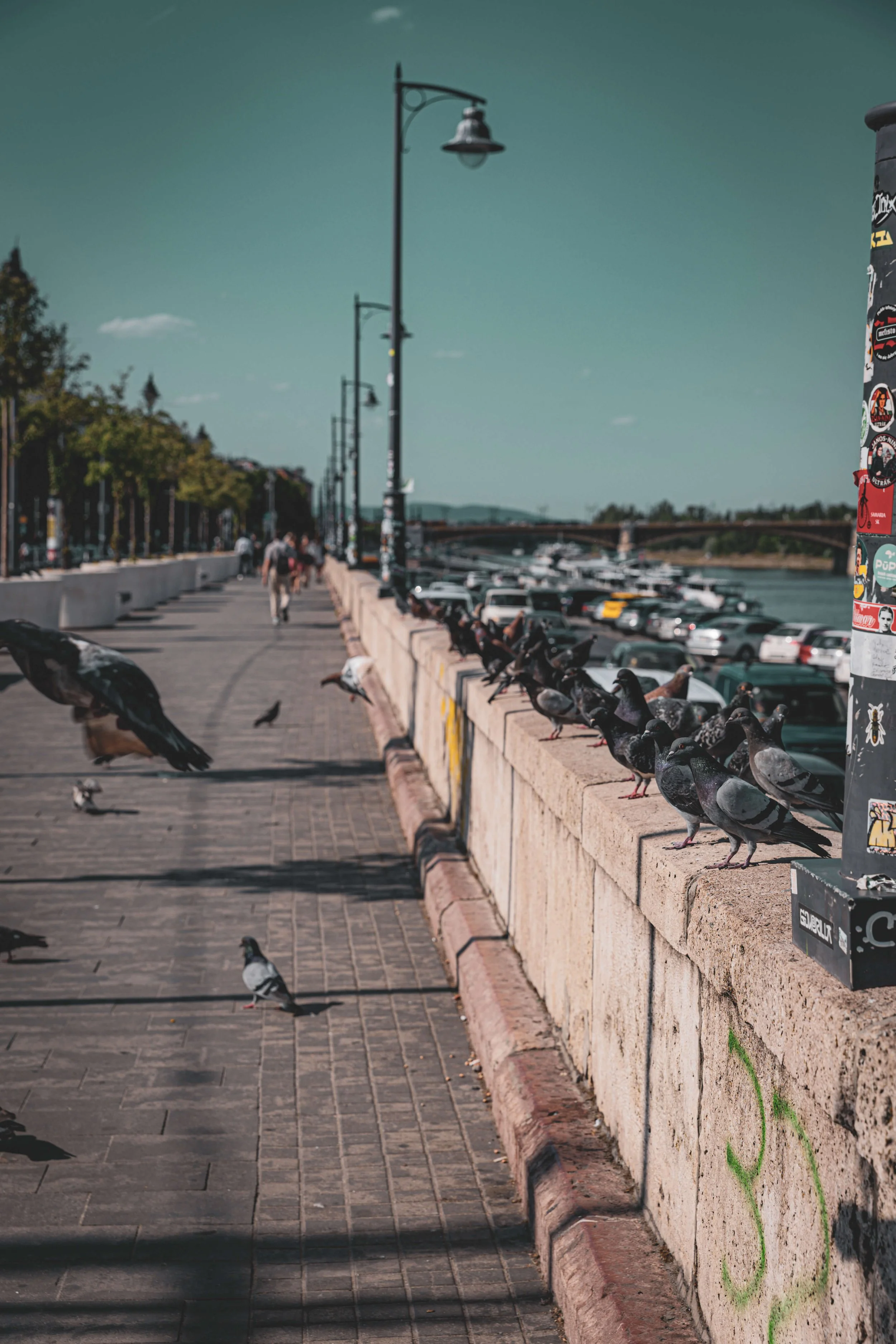 A paved walkway beside a river, with a row of street lamps, a wall with pigeons perched on it, parked cars, and a distant bridge under a blue sky with scattered clouds.
