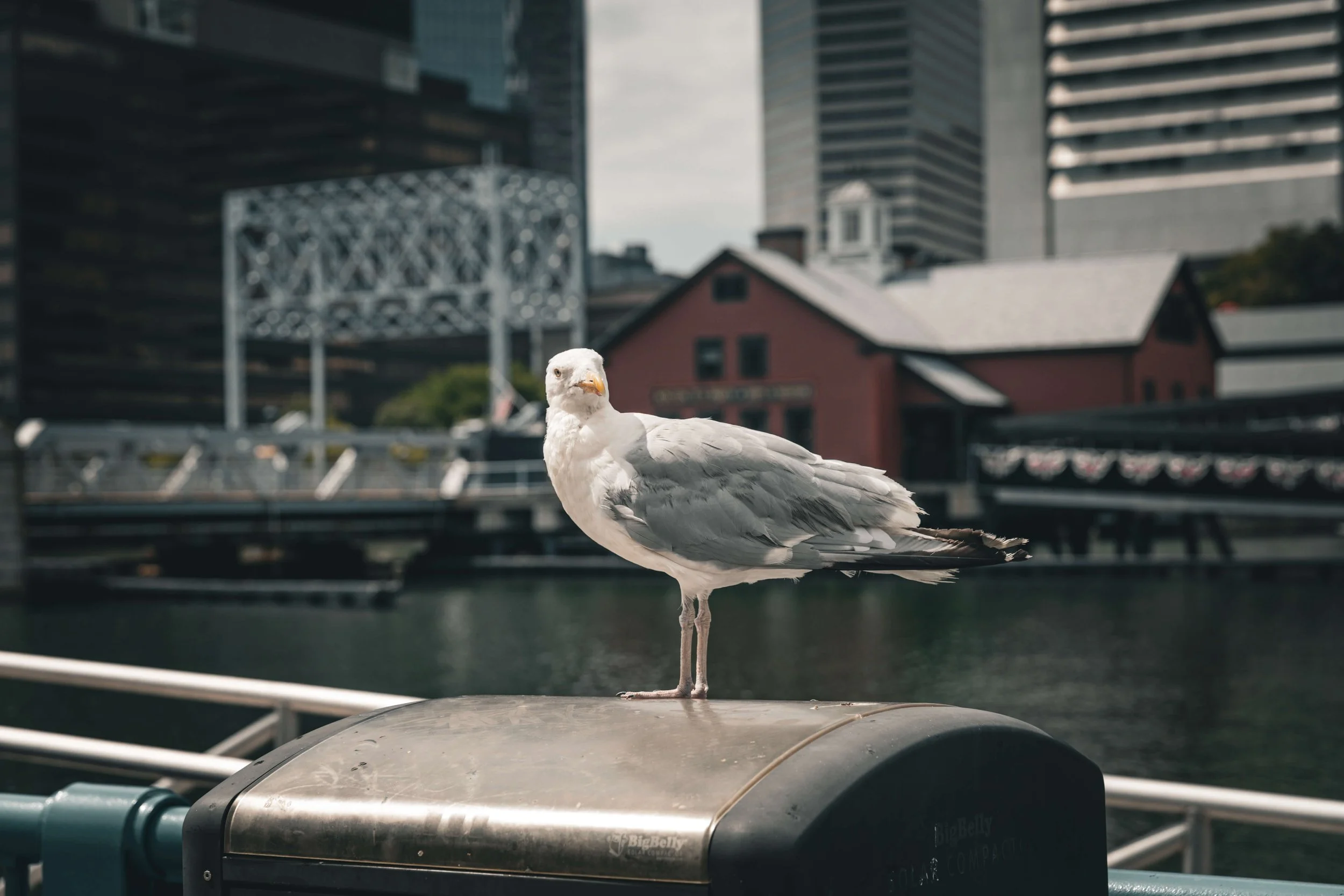A seagull standing on a metal trash can near a body of water with urban buildings in the background.