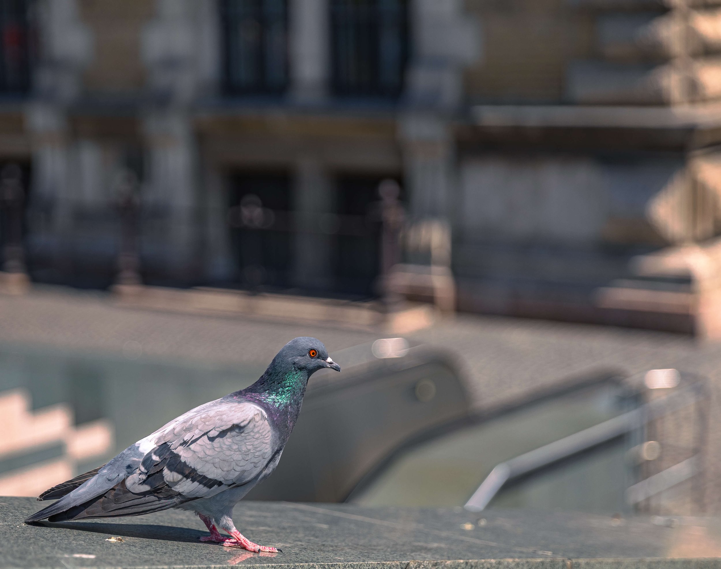 Close-up of a pigeon standing on a flat surface, with a blurred urban building in the background.