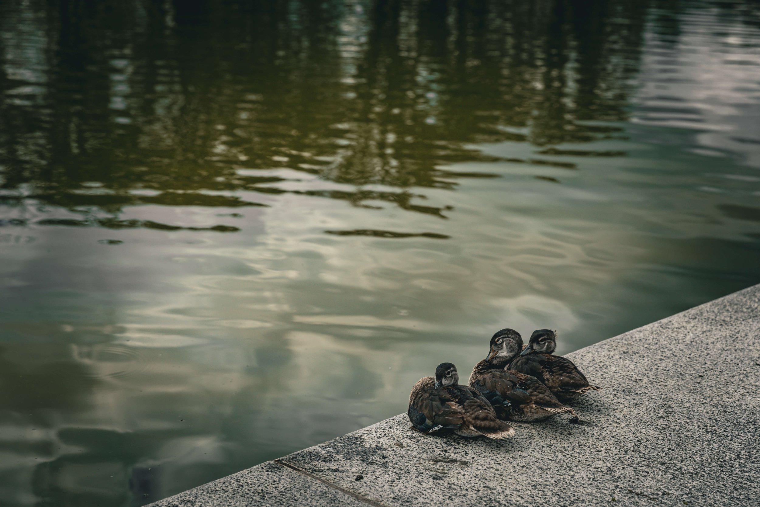 Three ducks sitting on a concrete edge next to a calm body of water, with reflections of trees and sky in the water.