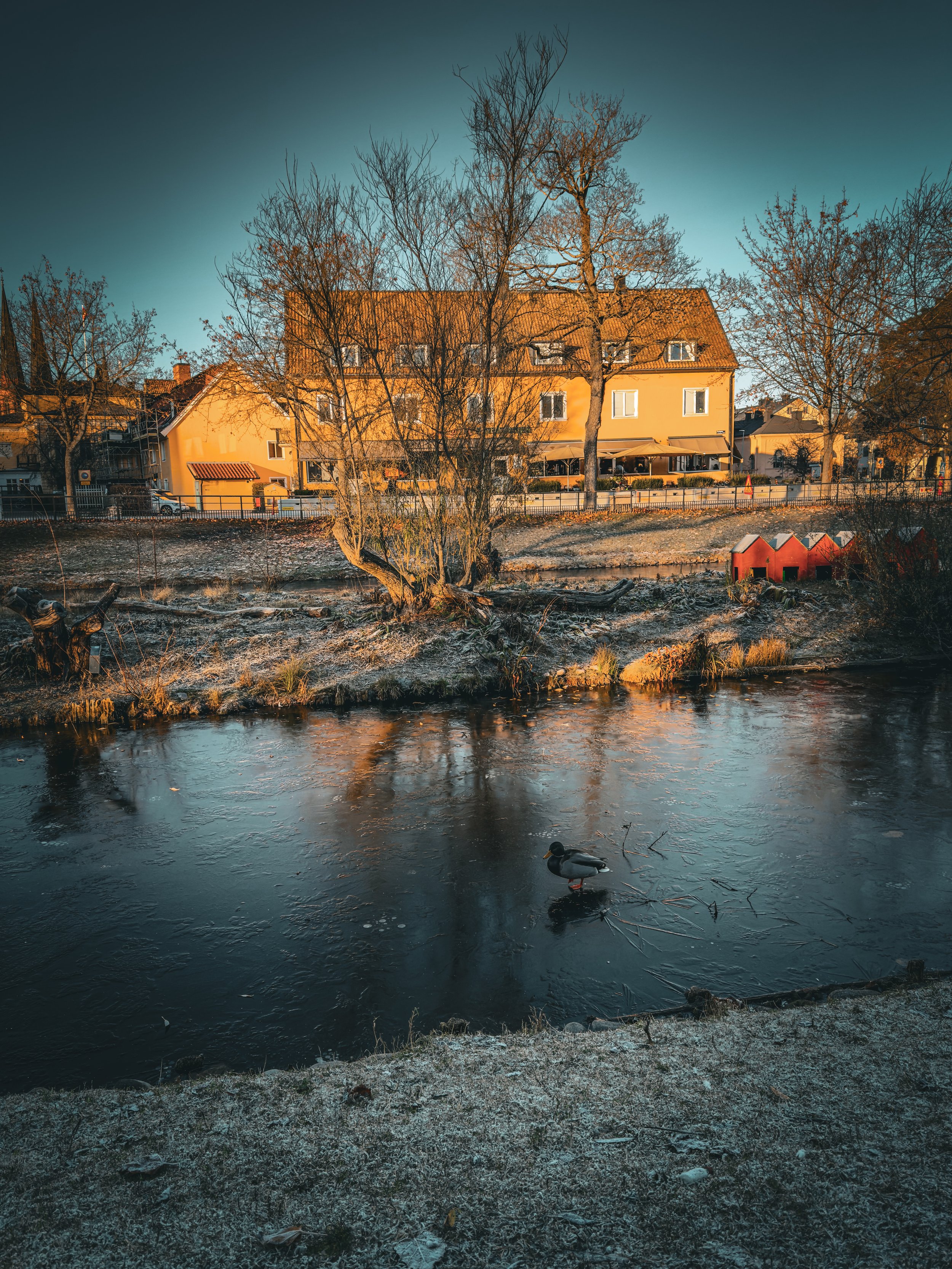 A lakeside scene with houses in the background, a tree on the shore, and a duck standing on the frozen water.