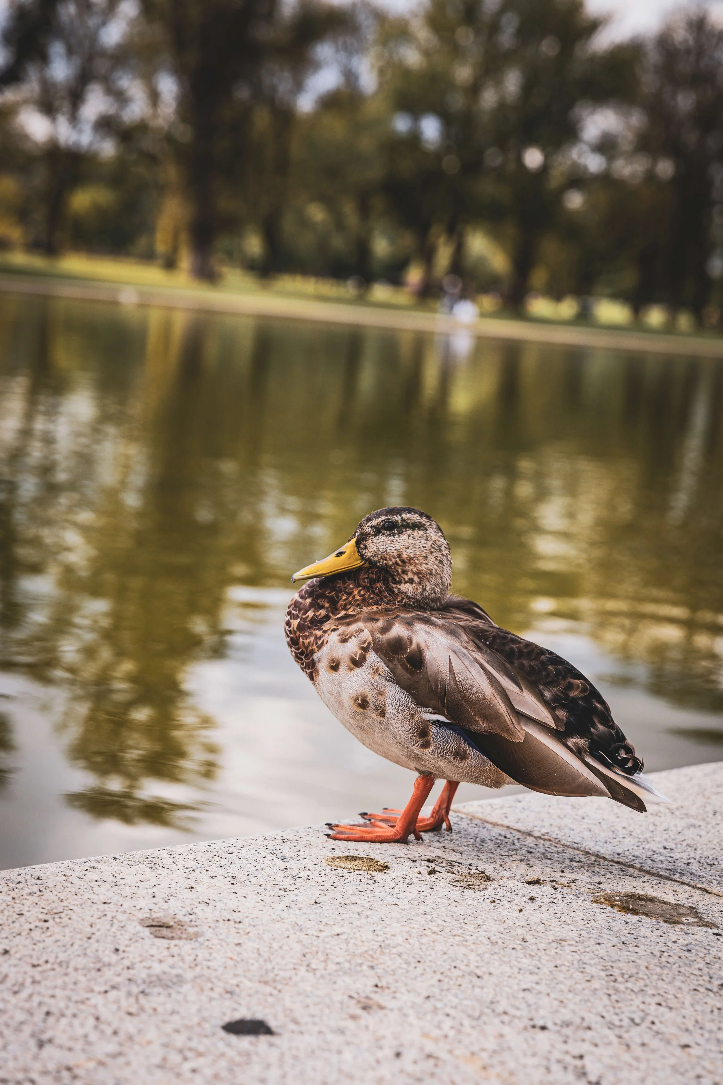A duck standing on a concrete ledge beside a body of water with trees in the background.