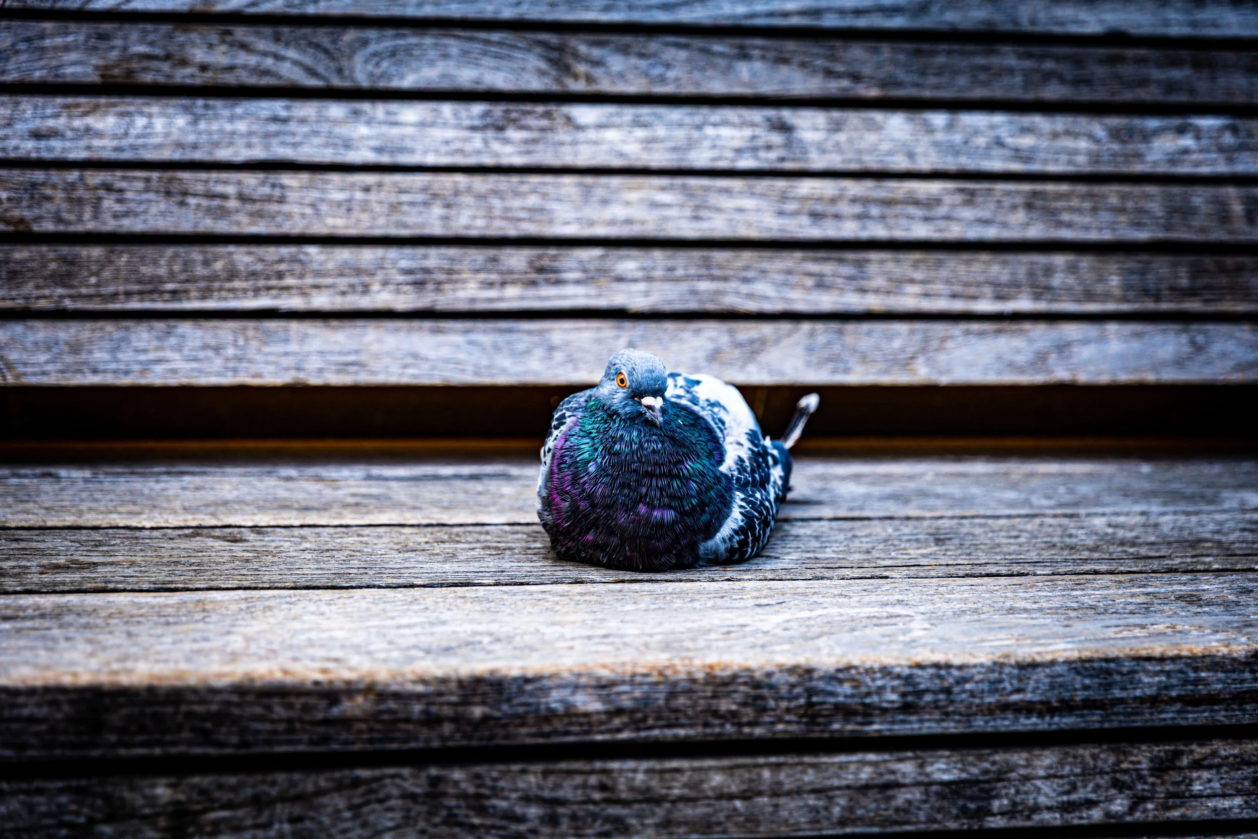 A colorful pigeon resting on a weathered wooden bench with horizontal slats.