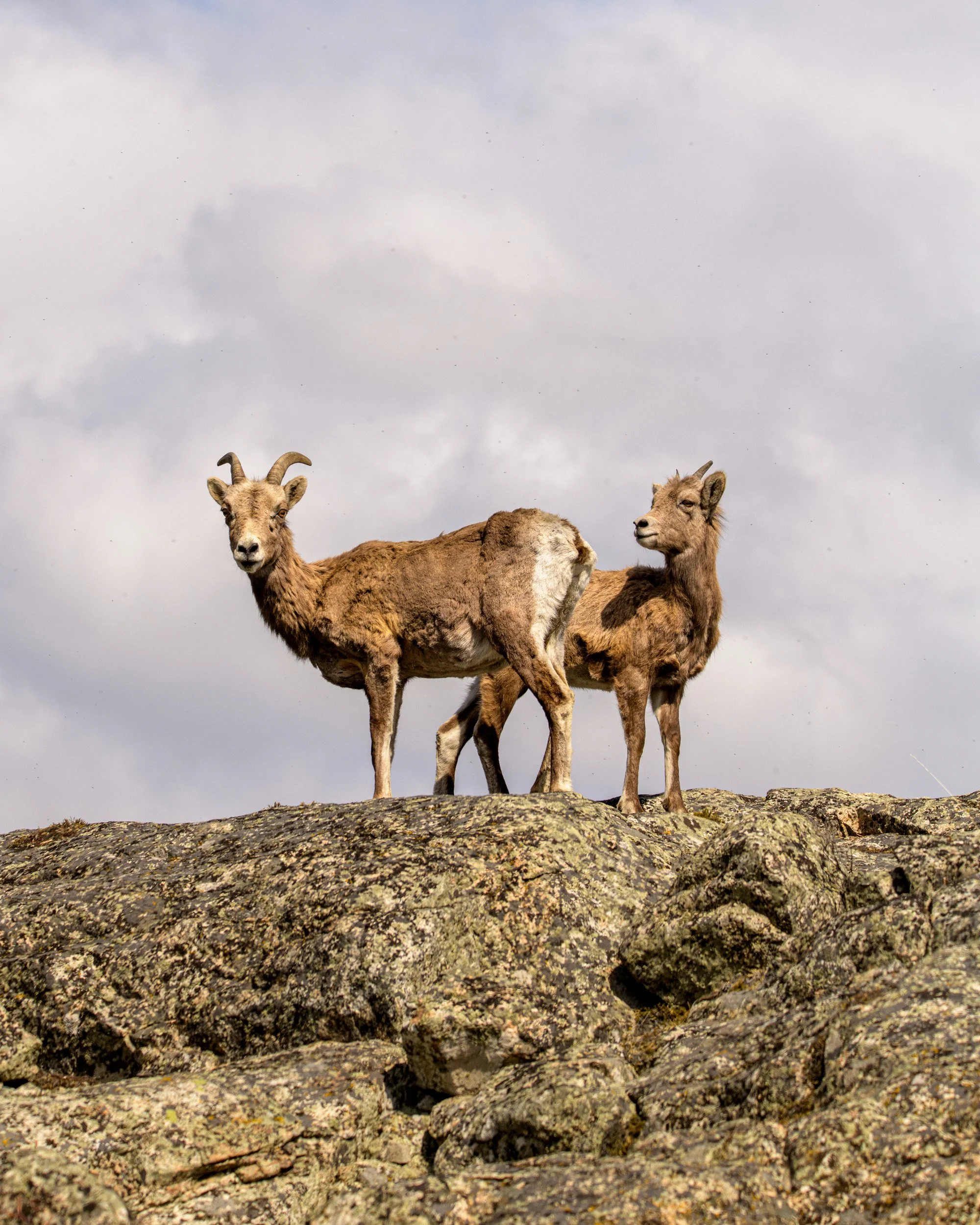 230326_HRS6730-Bighorn_Sheep_Ewe.jpg