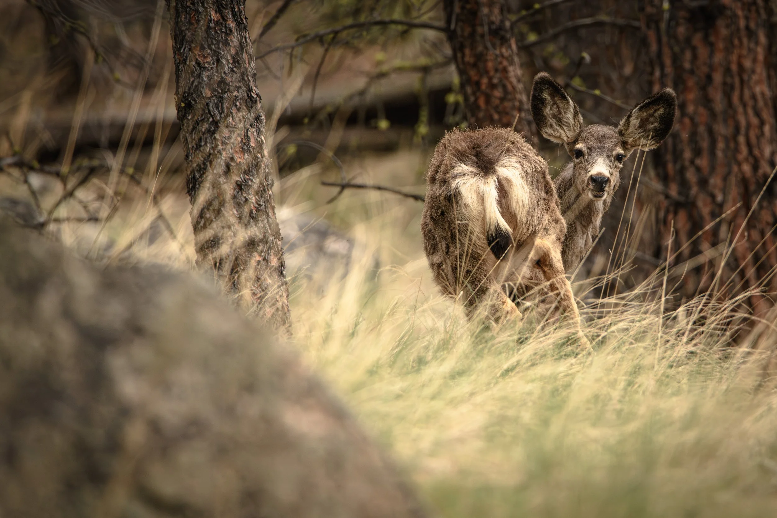 230426_HRS7925-Mule_Deer.jpg