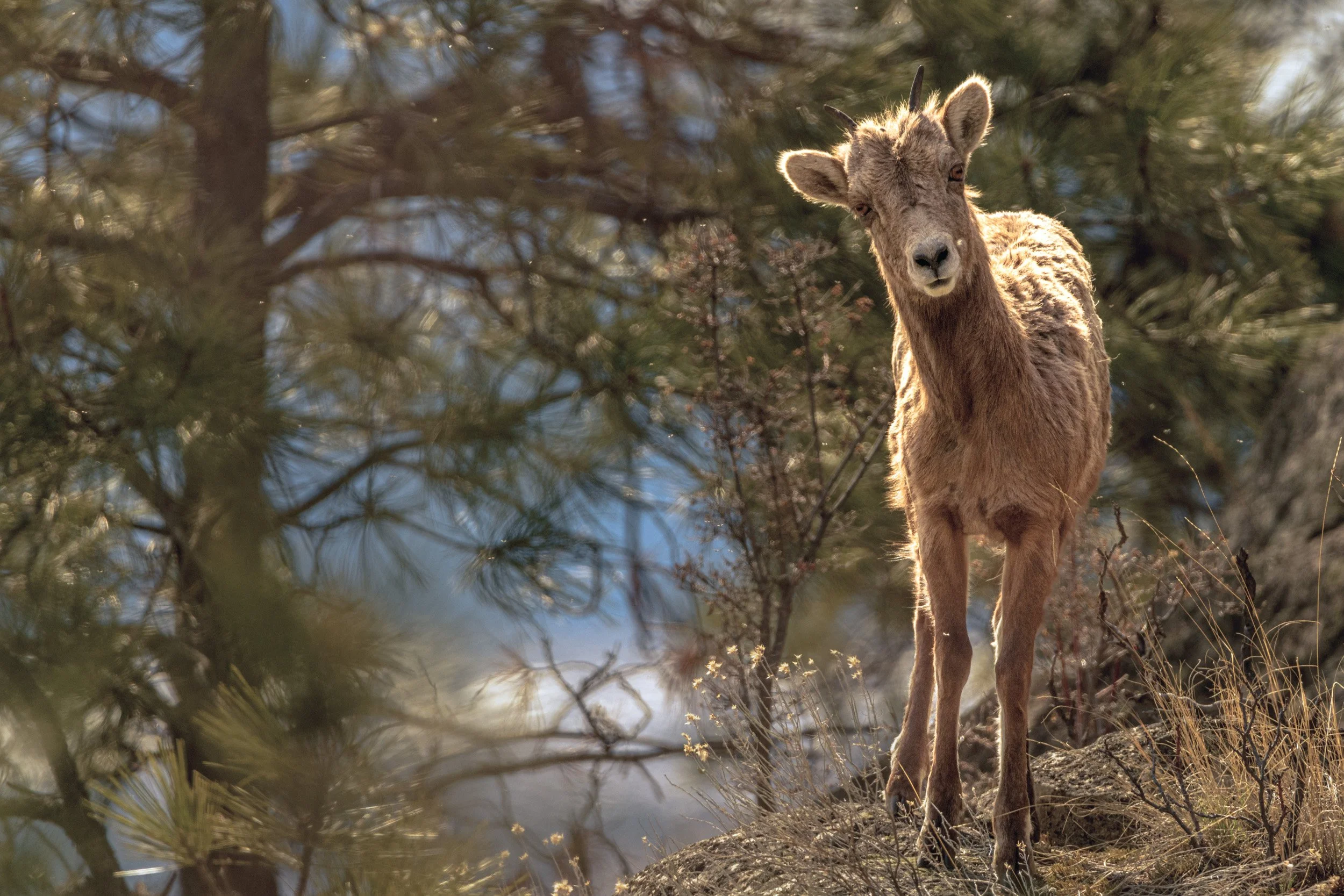 230326_HRS6497-Bighorn_Sheep_Ewe.jpg