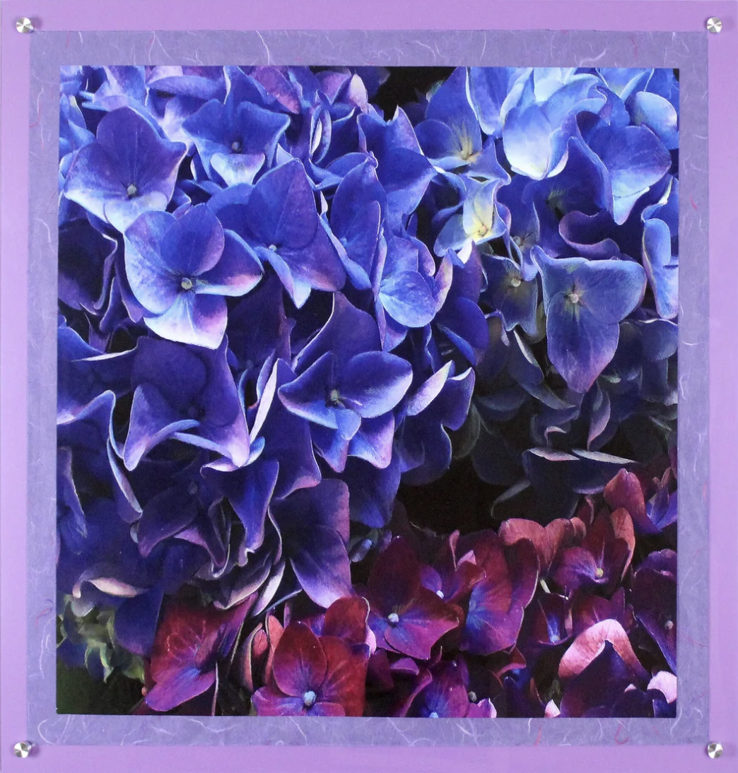 Blue and Purple Hydrangeas