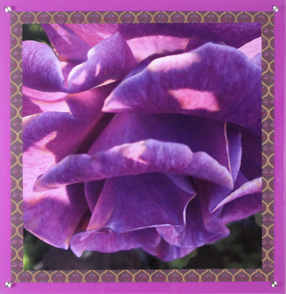 Purple Rose