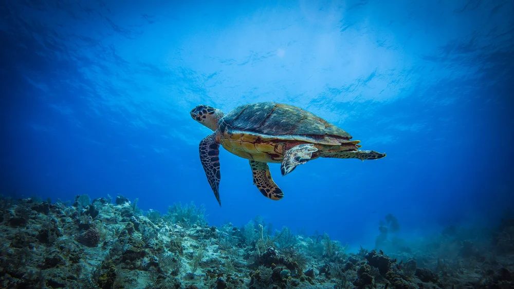 Credit: East Bay Resort