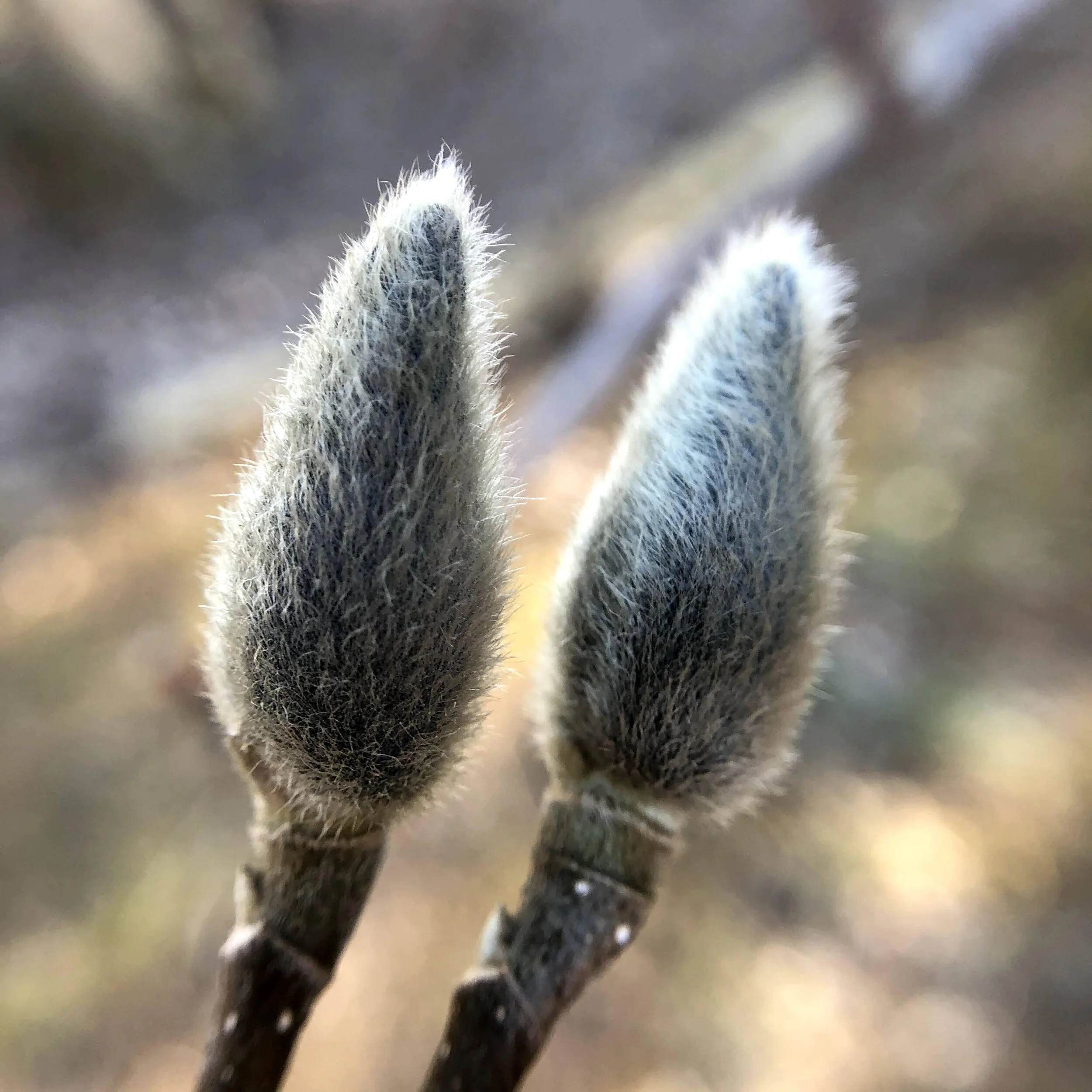 Spring buds bring hope — Hilary Cannon Anderson
