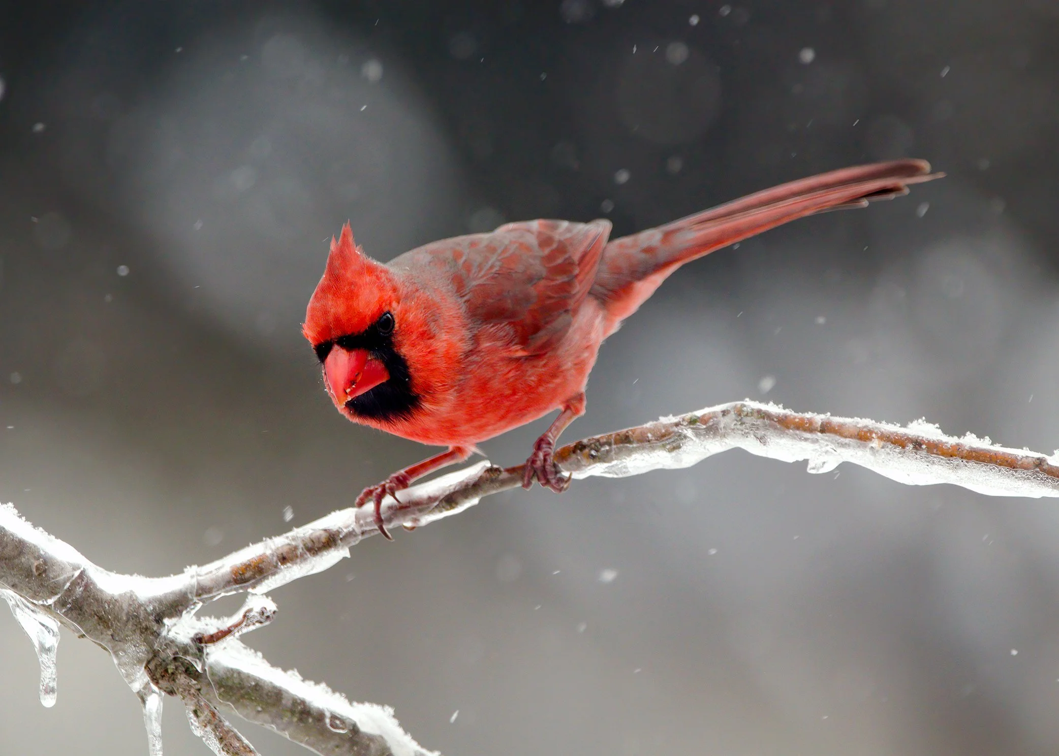 Northern Cardinal