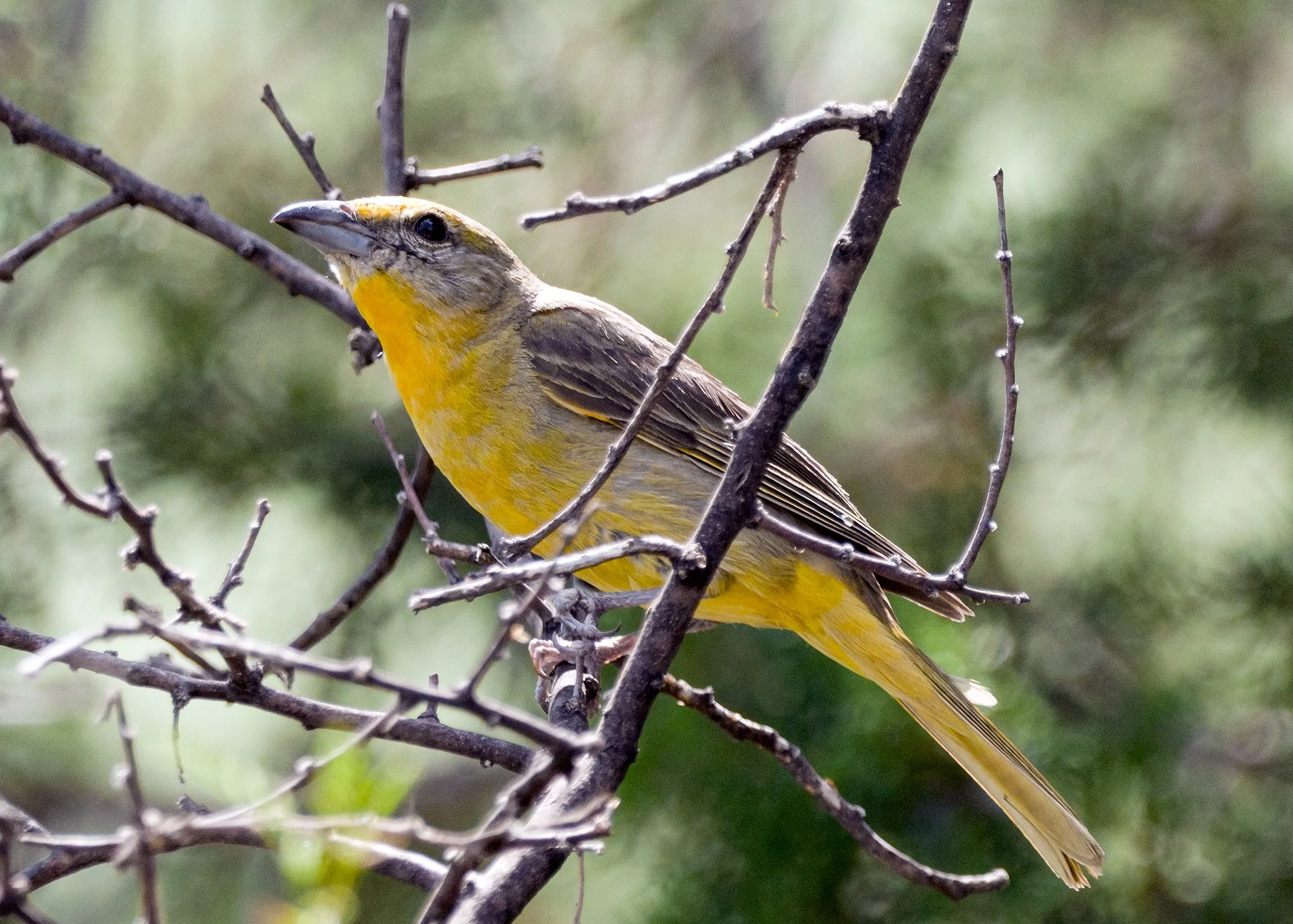Hepatic Tanager, female