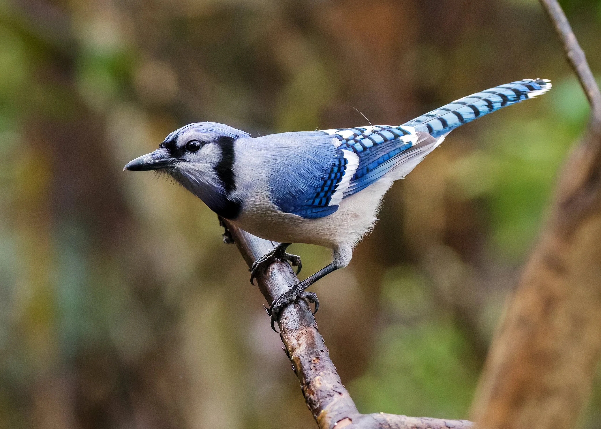 Blue Jay