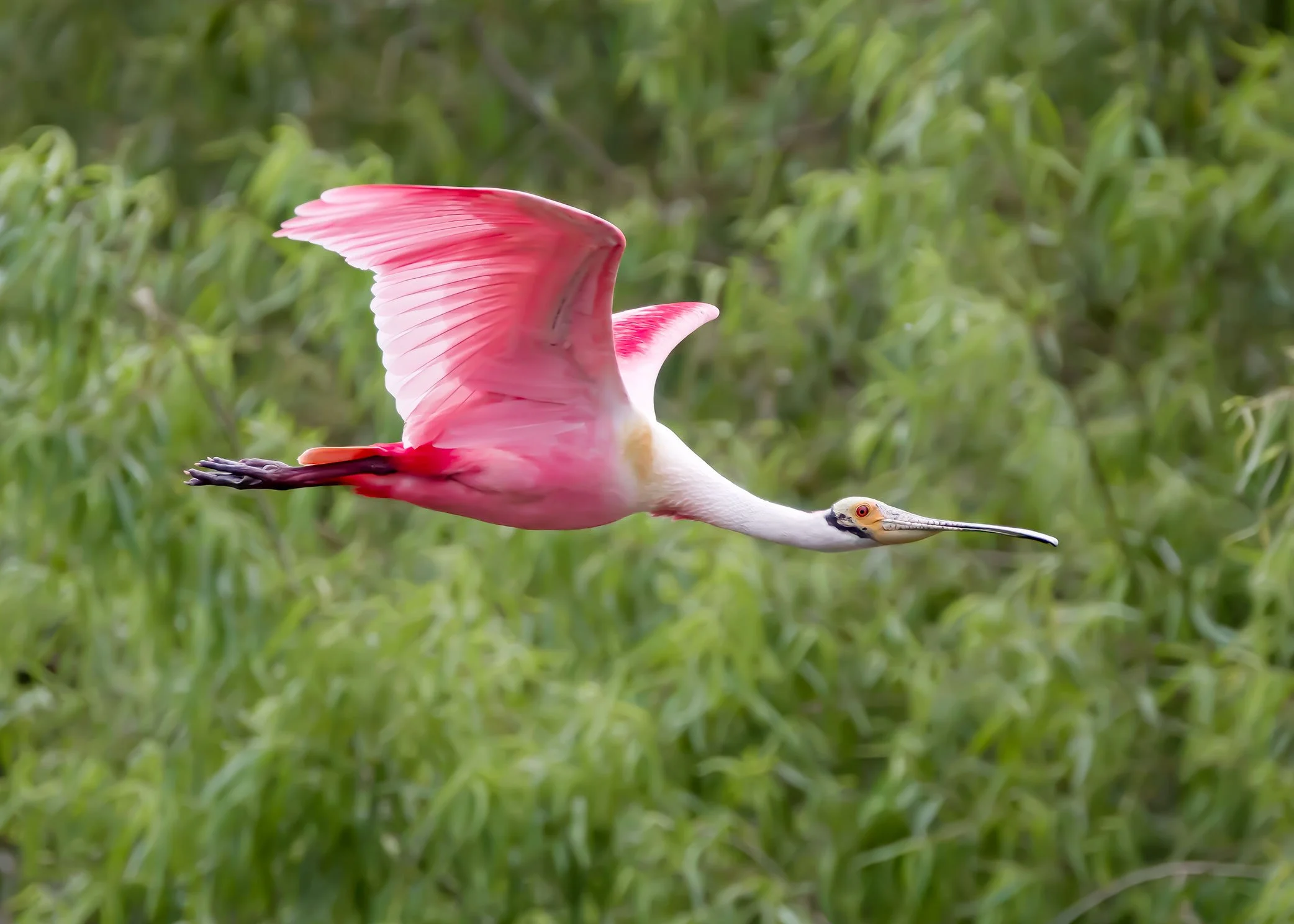 Roseate Spoonbill
