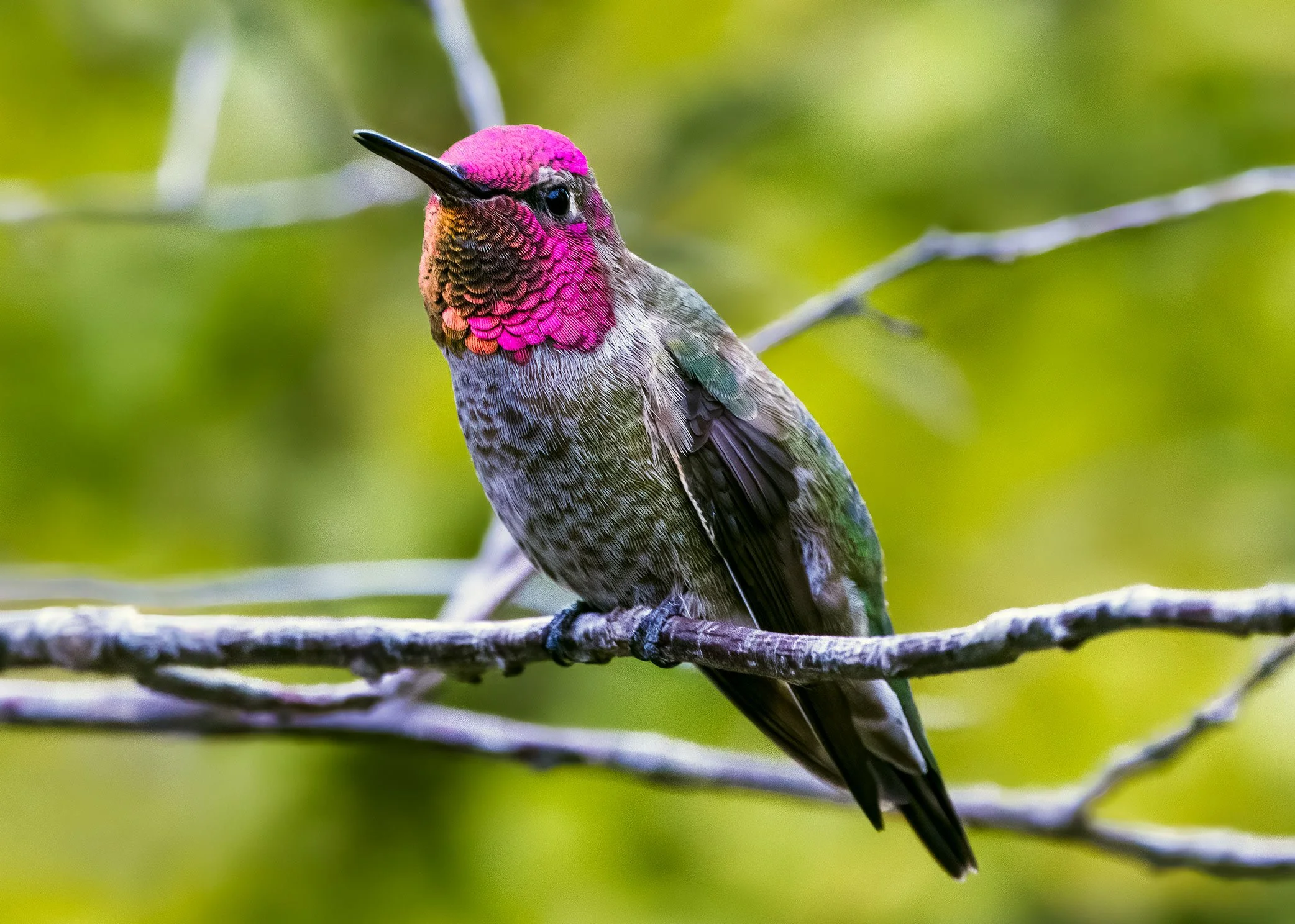 Anna's Hummingbird