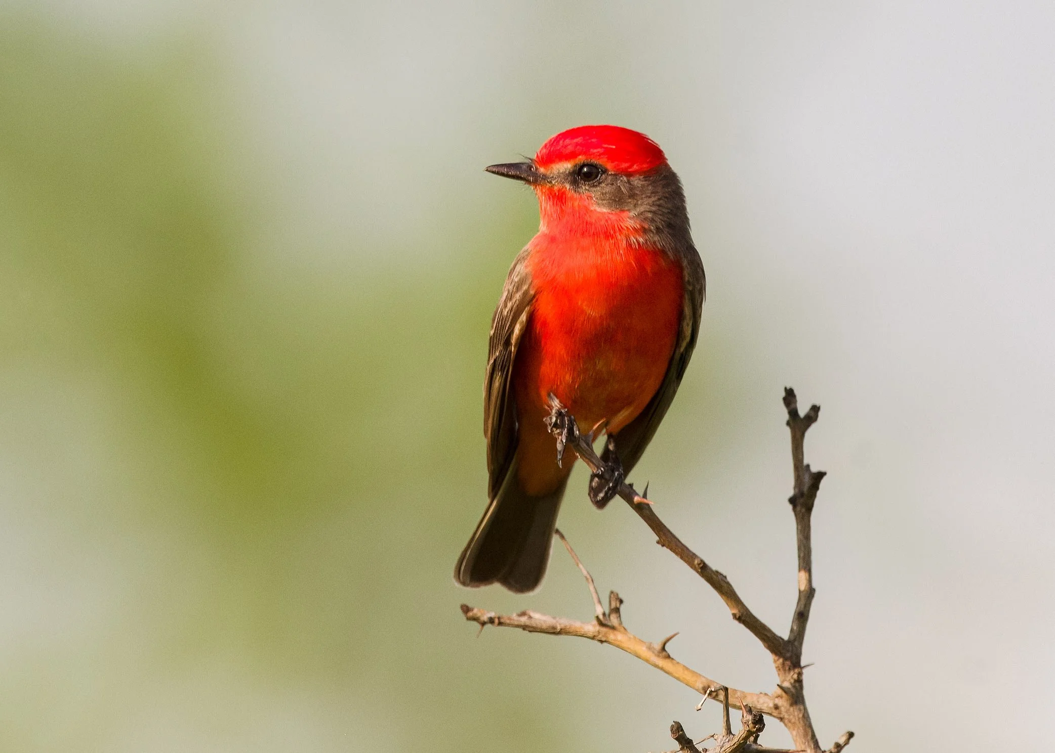 Vermilion Flycatcher (male)