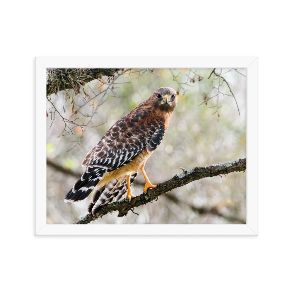 enhanced-matte-paper-framed-poster-(in)-white-11x14-transparent-637281c369215.jpg