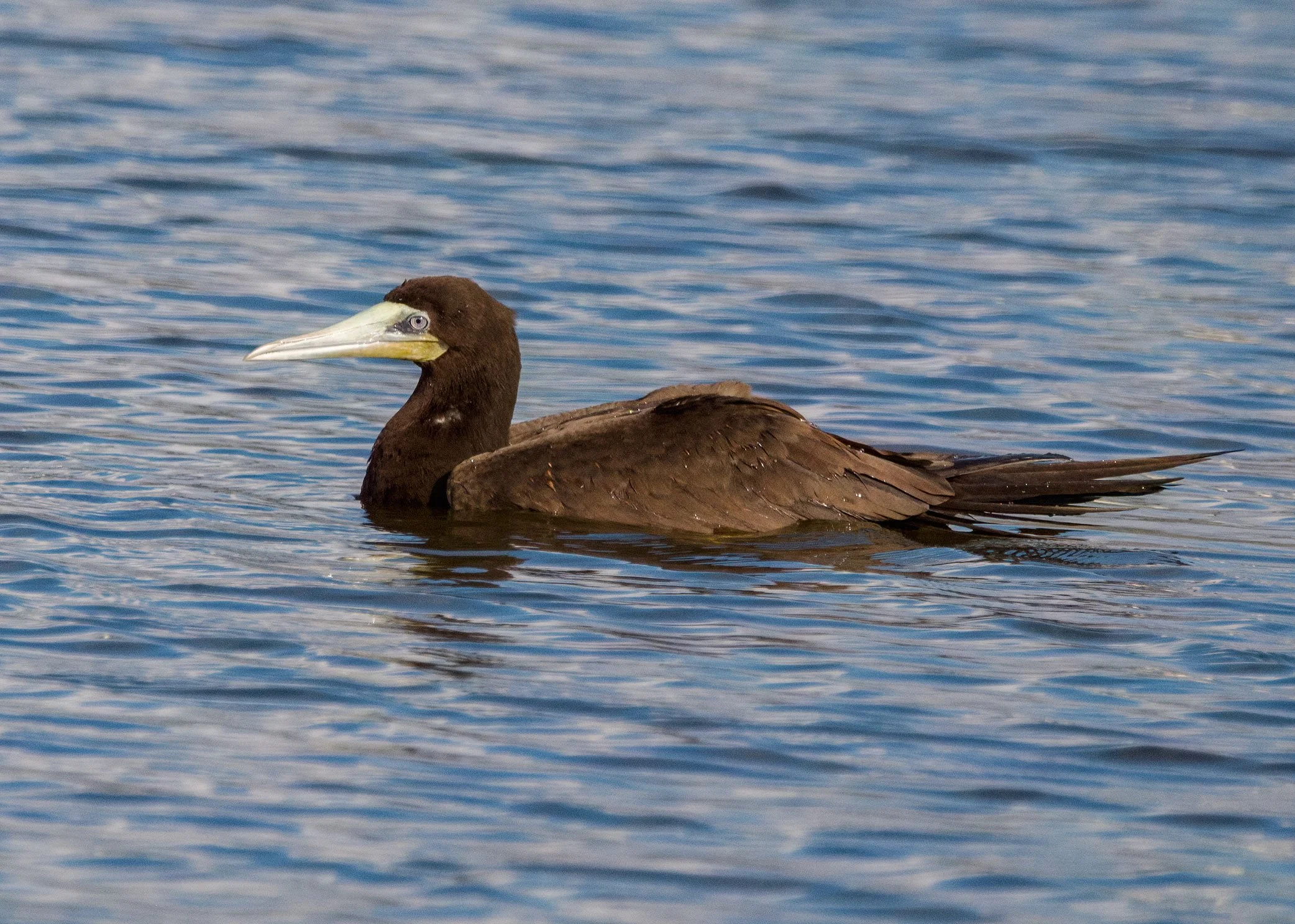 BrownBooby14.jpg
