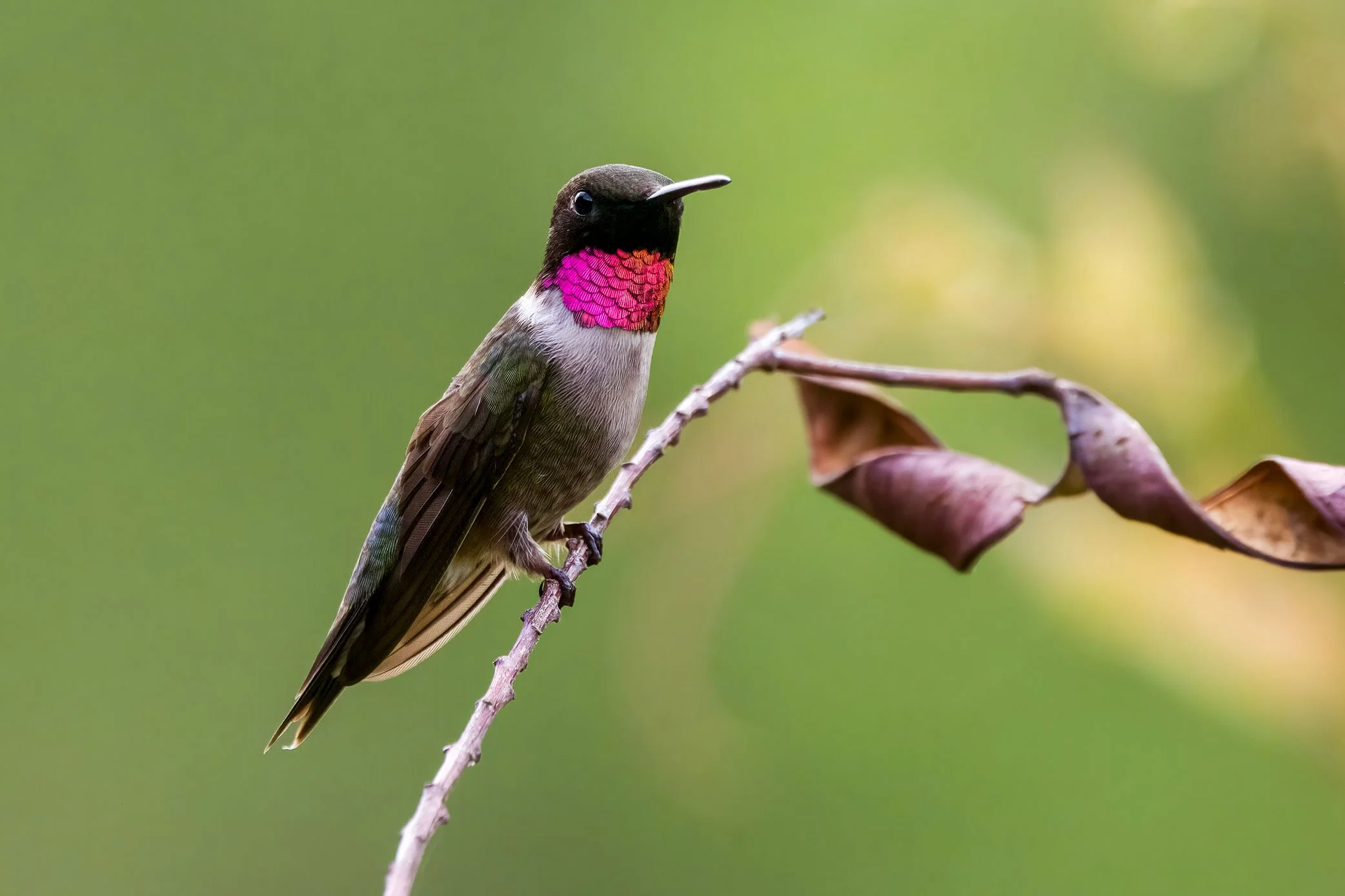 Ruby-throated X Black-chinned Hummingbird (hybrid)
