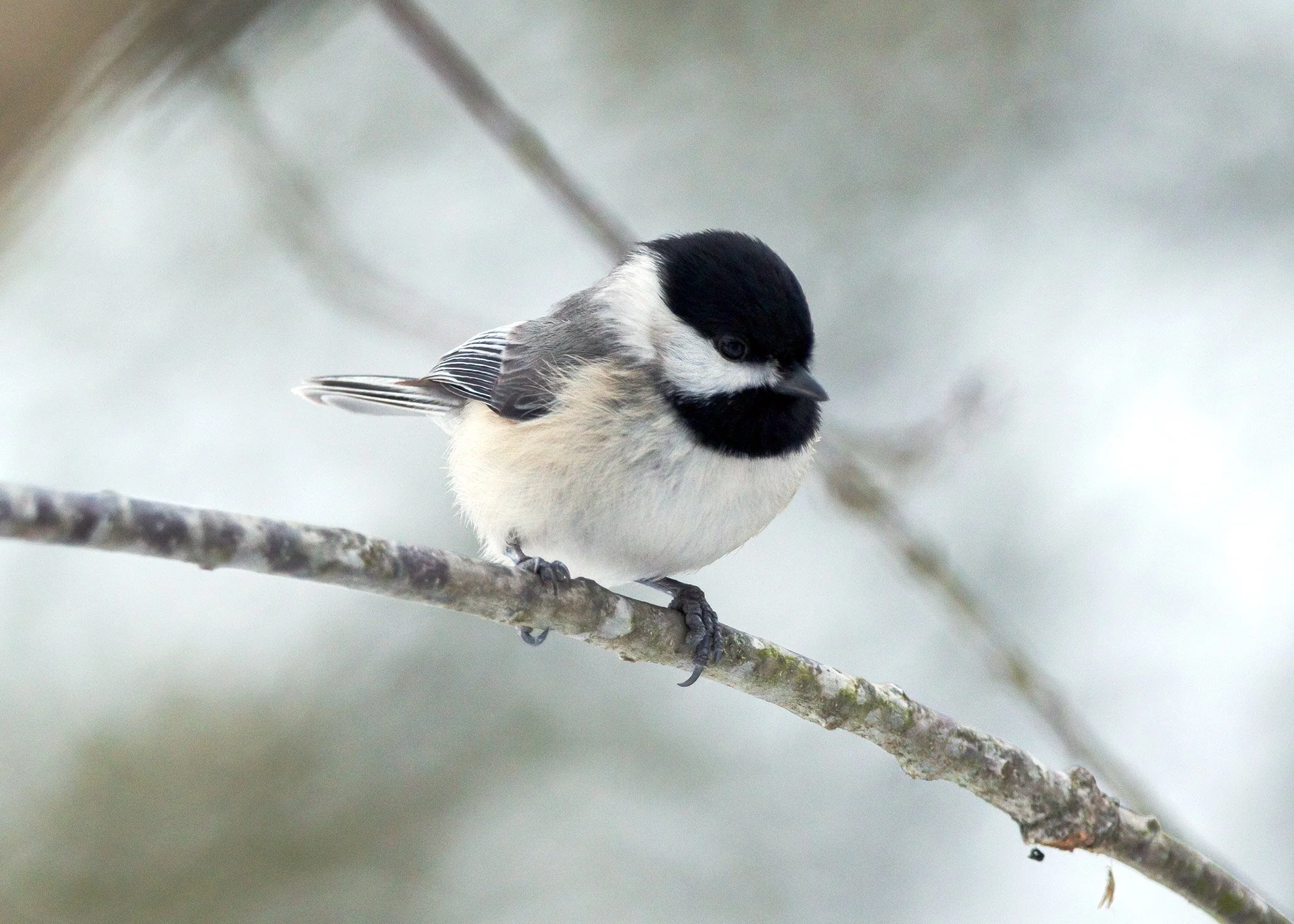 Carolina Chickadee