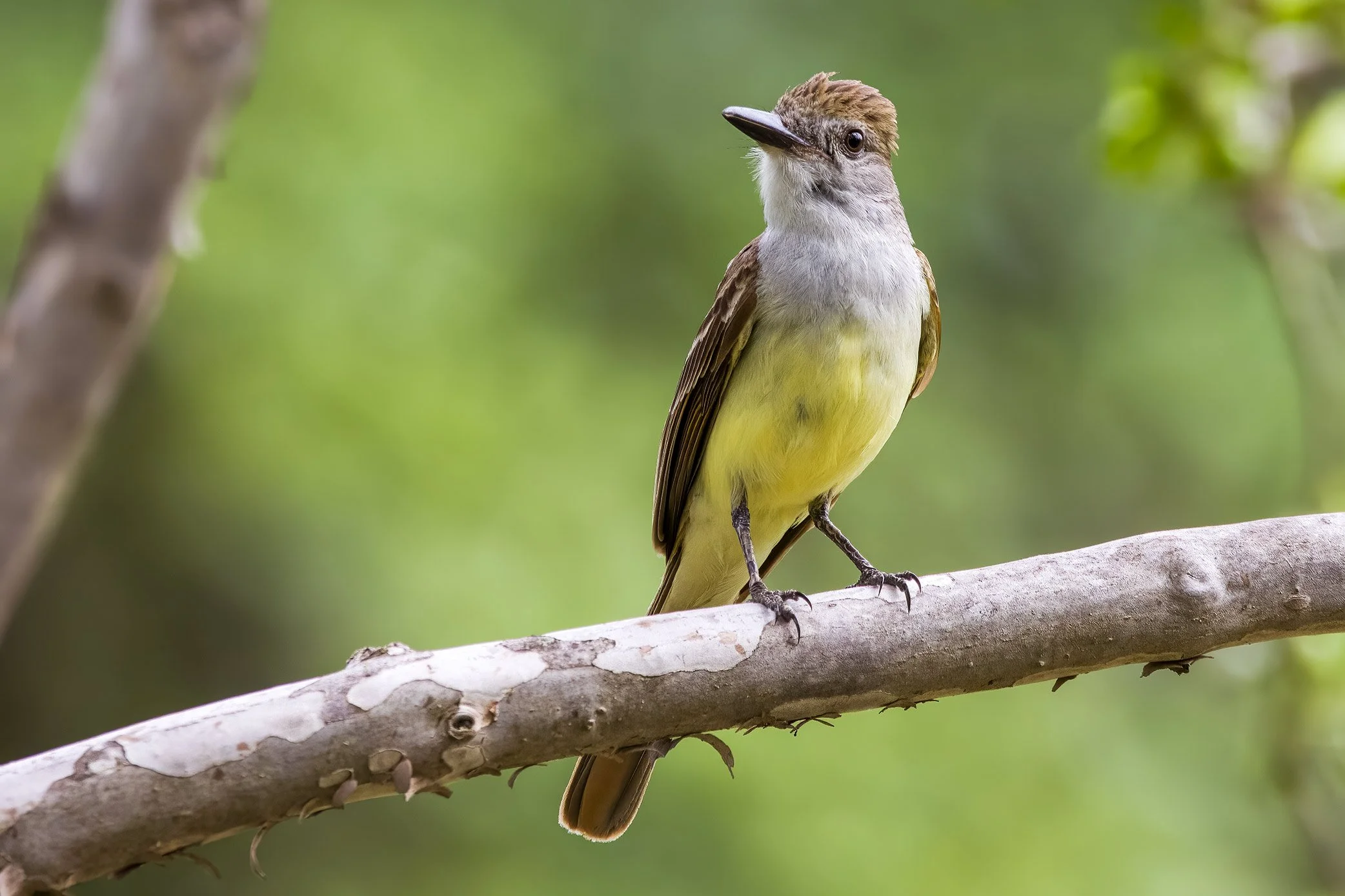 Brown-crested Flycatcher