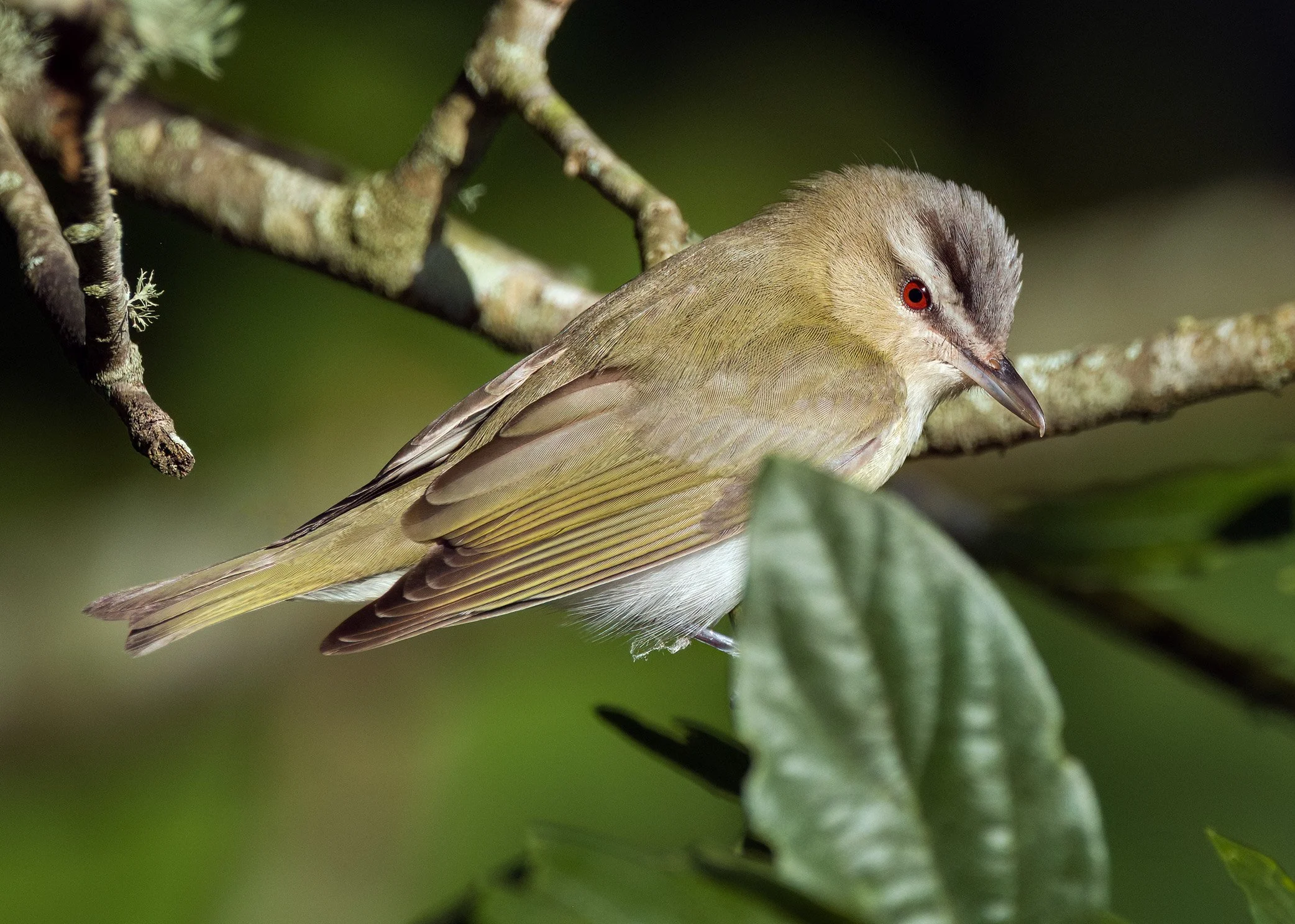 Red-eyed Vireo